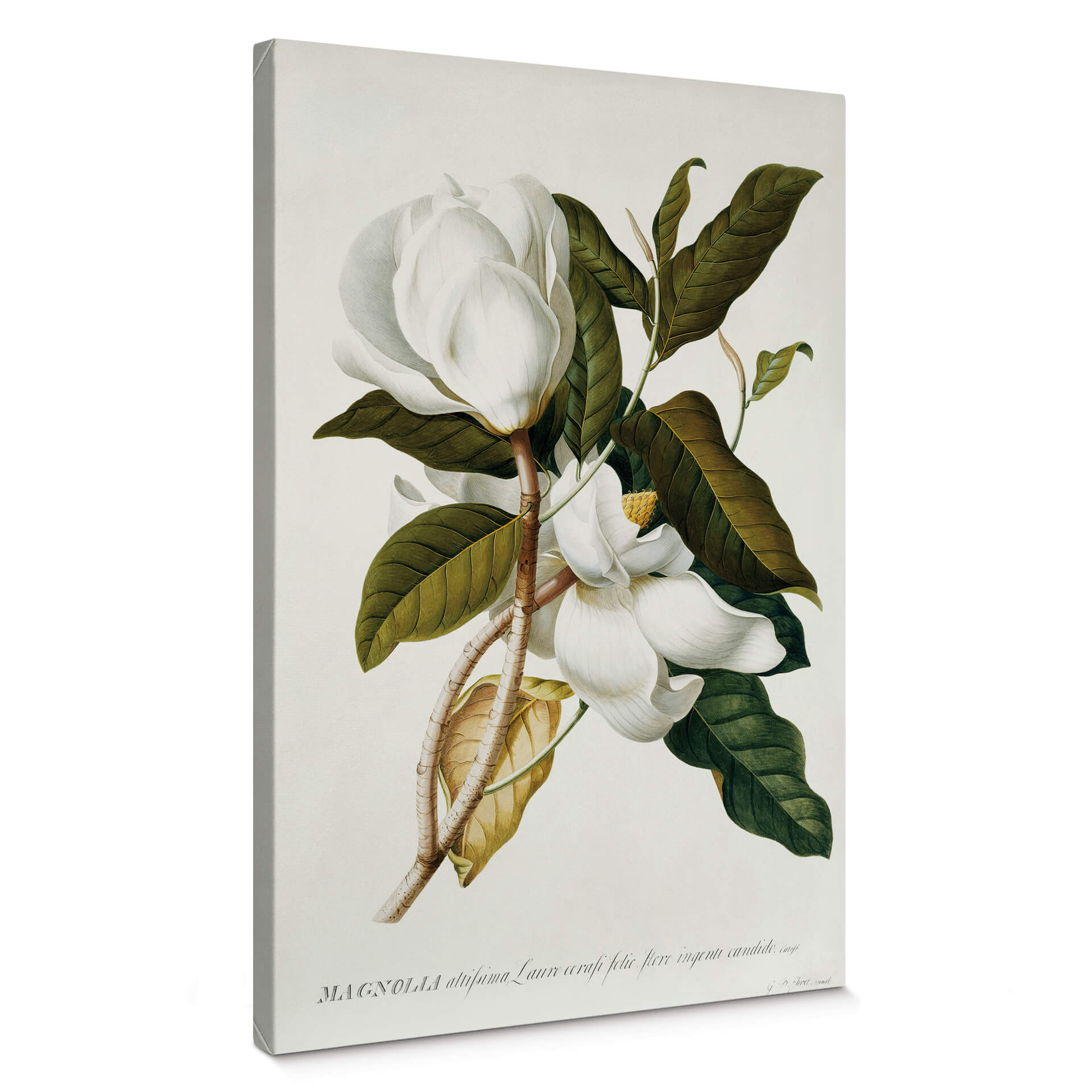 Obraz na płótnie Ehret - Magnolia
