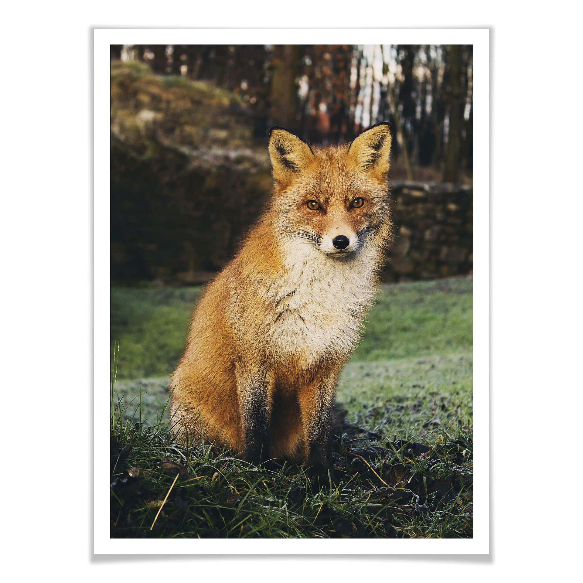 Plakat lis 01