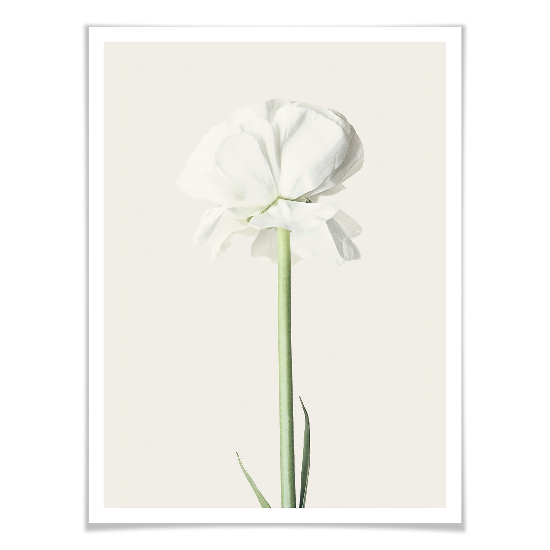 Plakat Ranunculus 03
