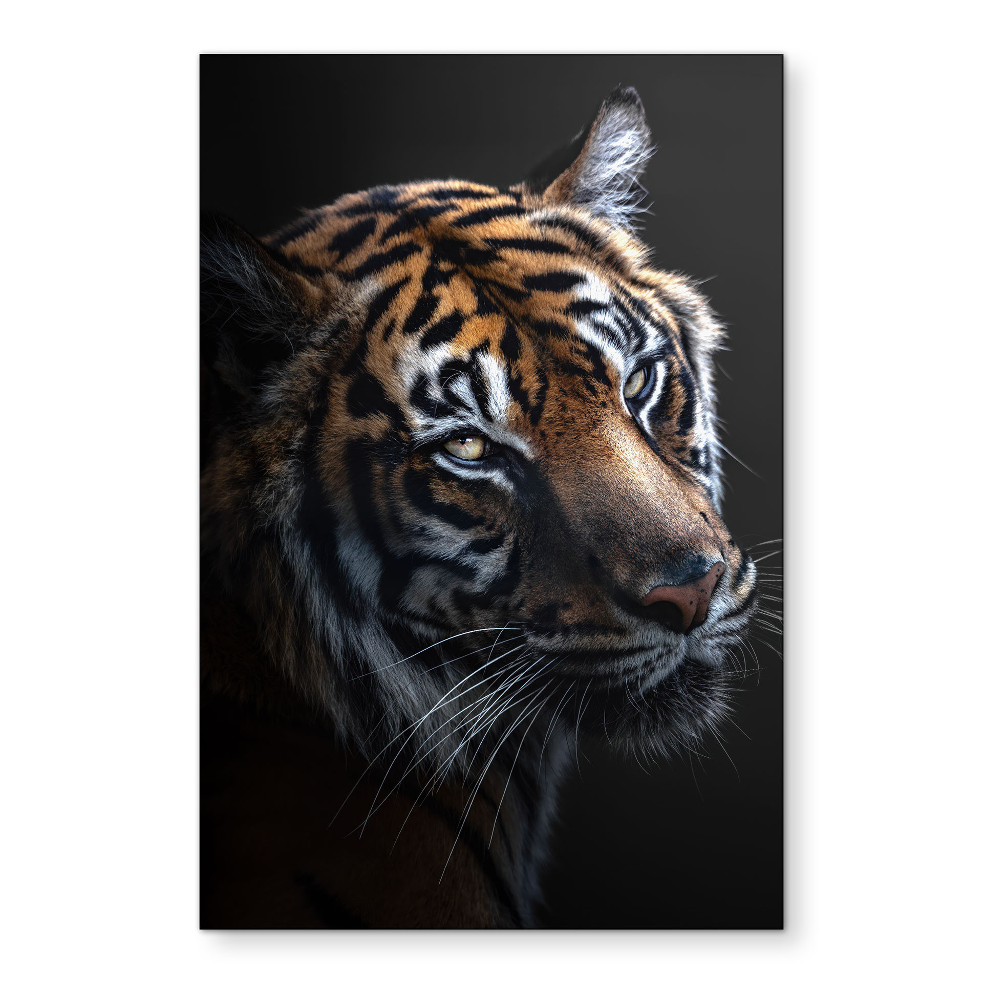 Tableau Regard Majestueux du Tigre - Krygowski - Alu-Dibond