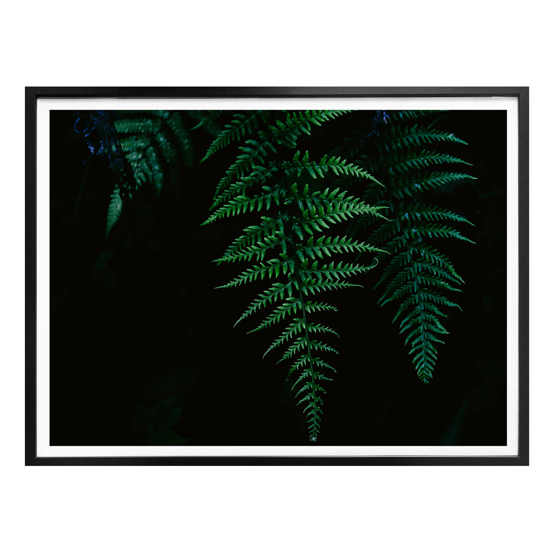 Poster Farn 03