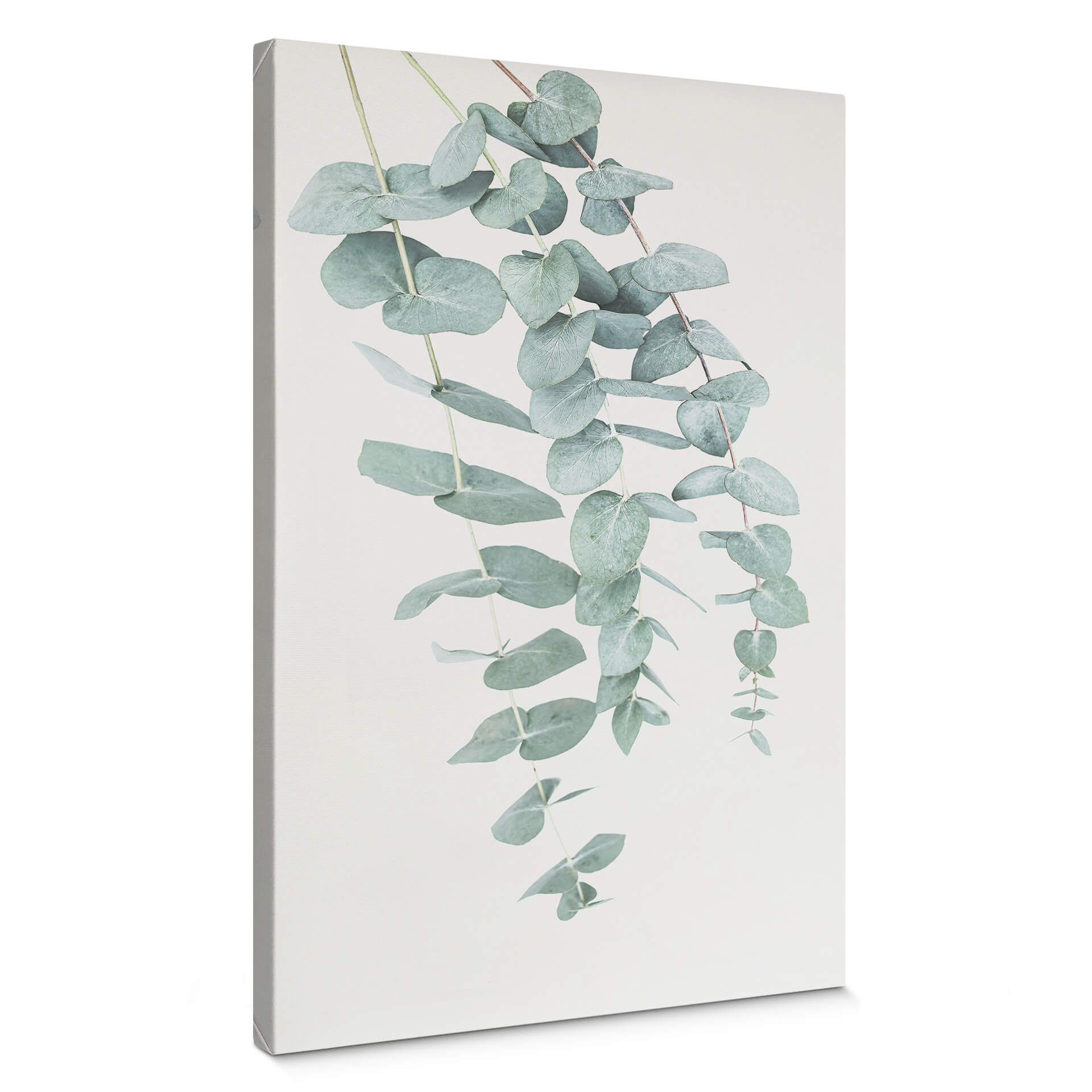 Canvasbillede - Sisi & Seb - Eukalyptus: flere grene