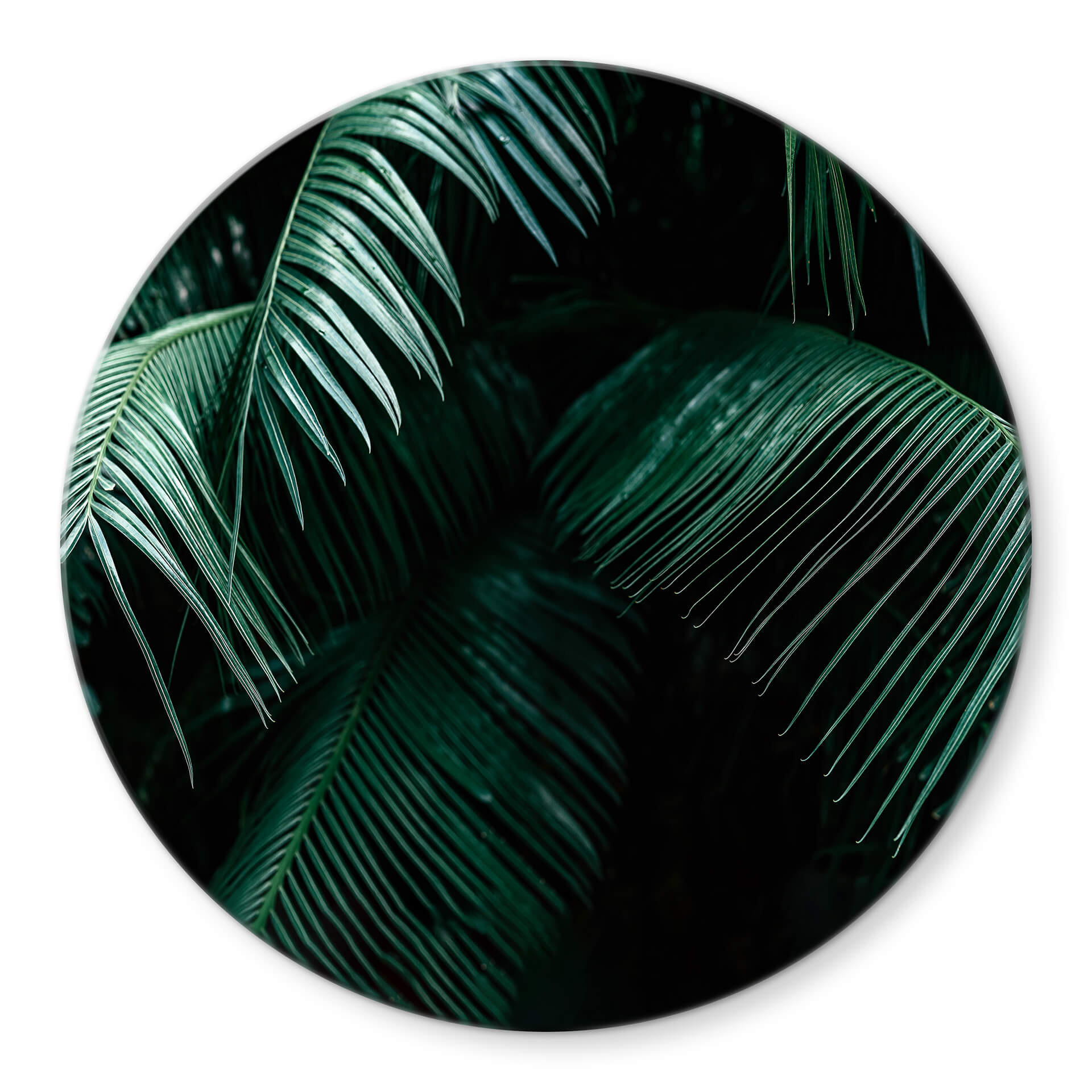 Glasbild Tropische Botanik - Rund