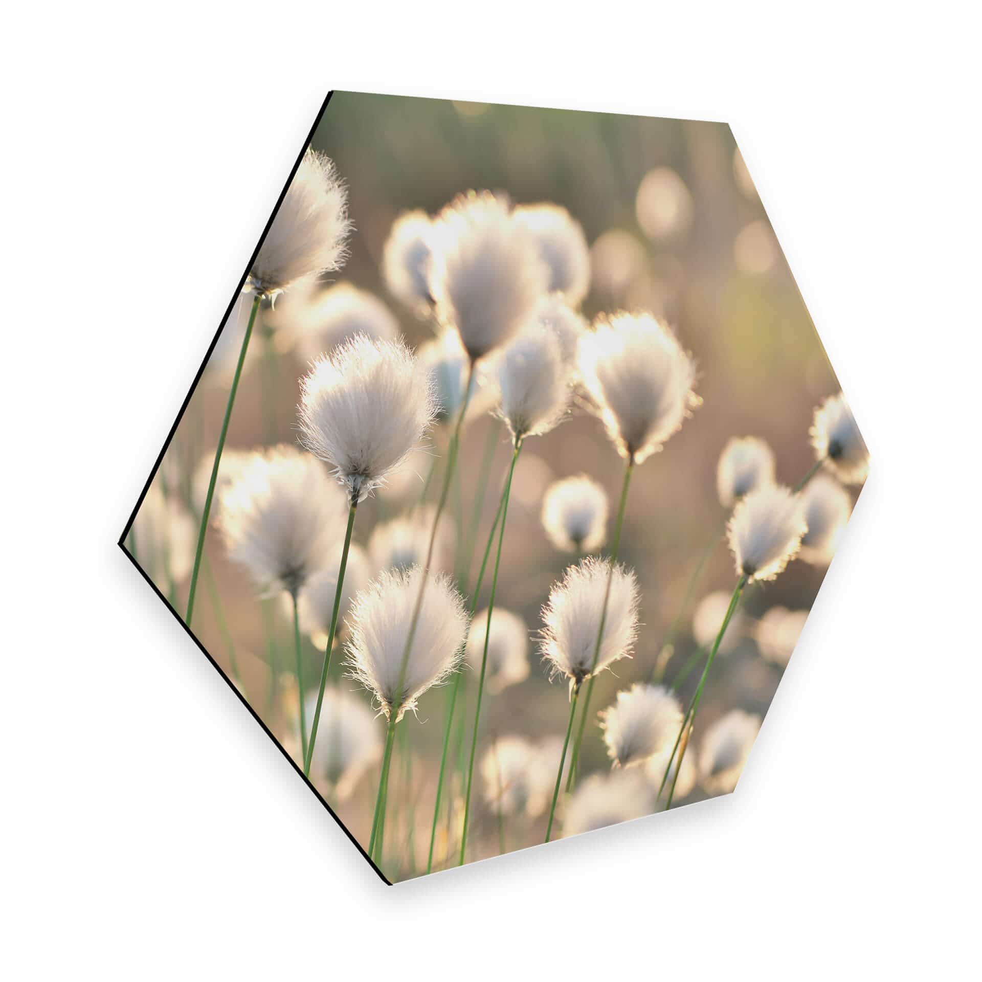 Hexagon - Alu-Dibond Delgado - Flower Magic