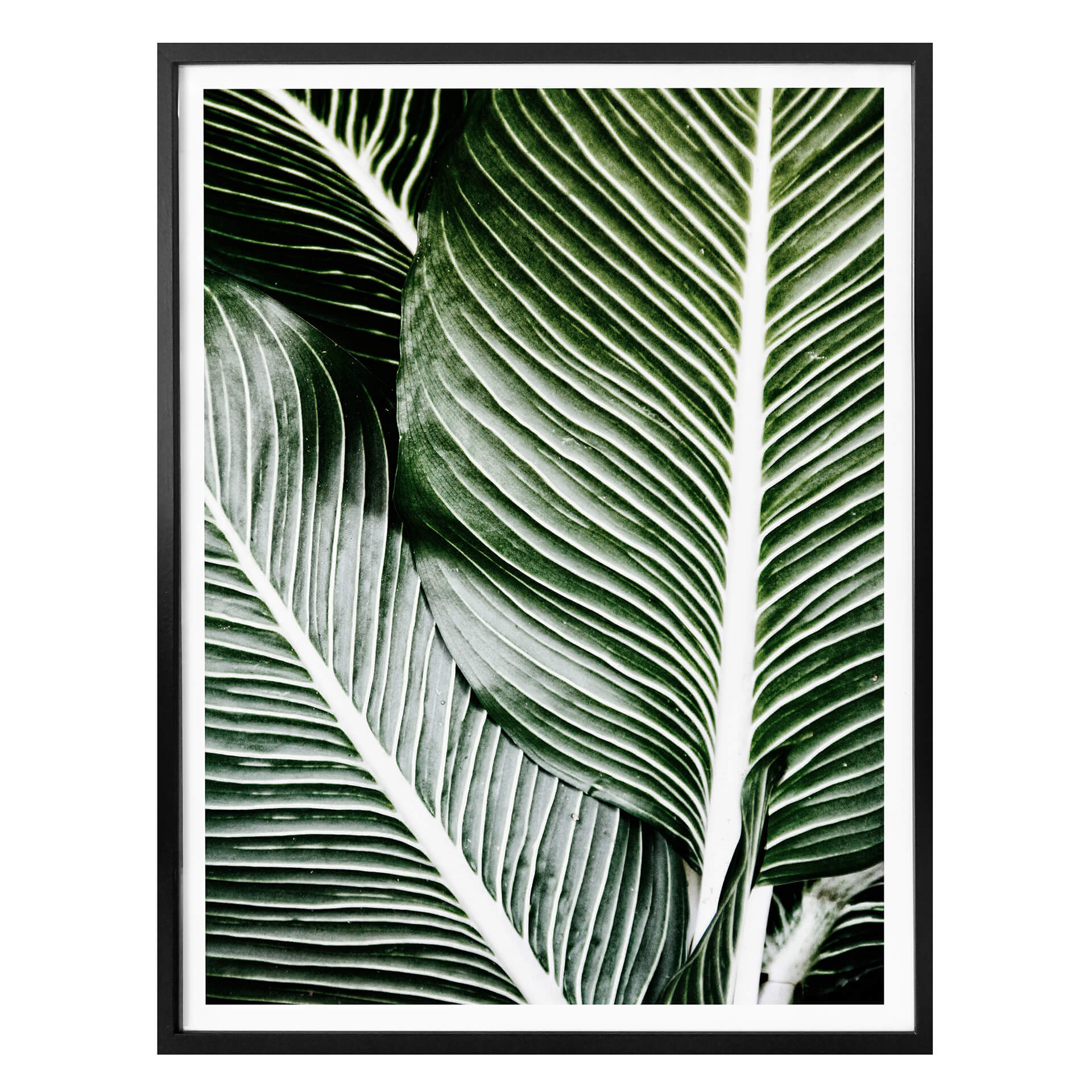 Poster Palmenblätter