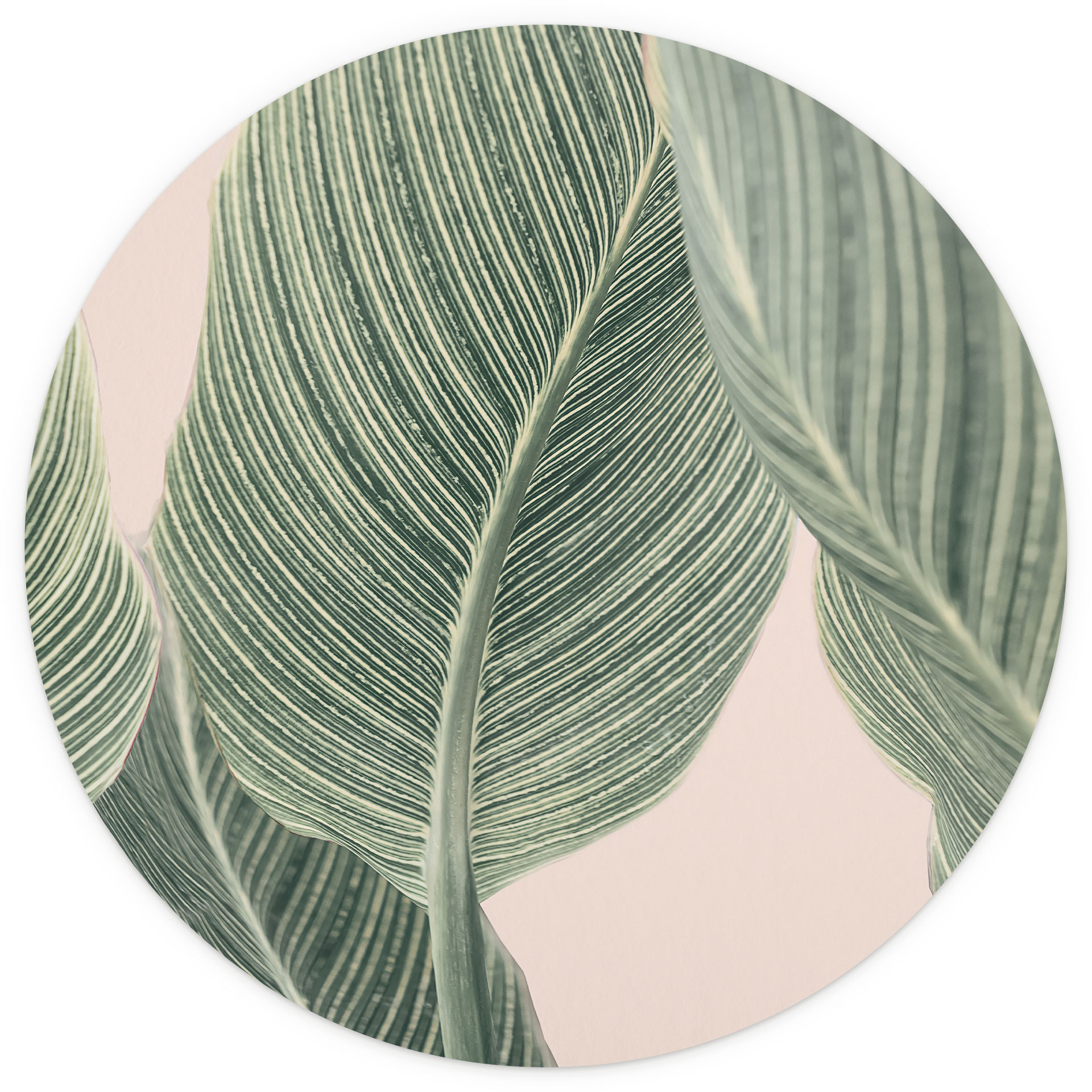 Behangcirkel Calathea plant - Sisi & Seb - vliesbehang/zelfklevend vliesbehang