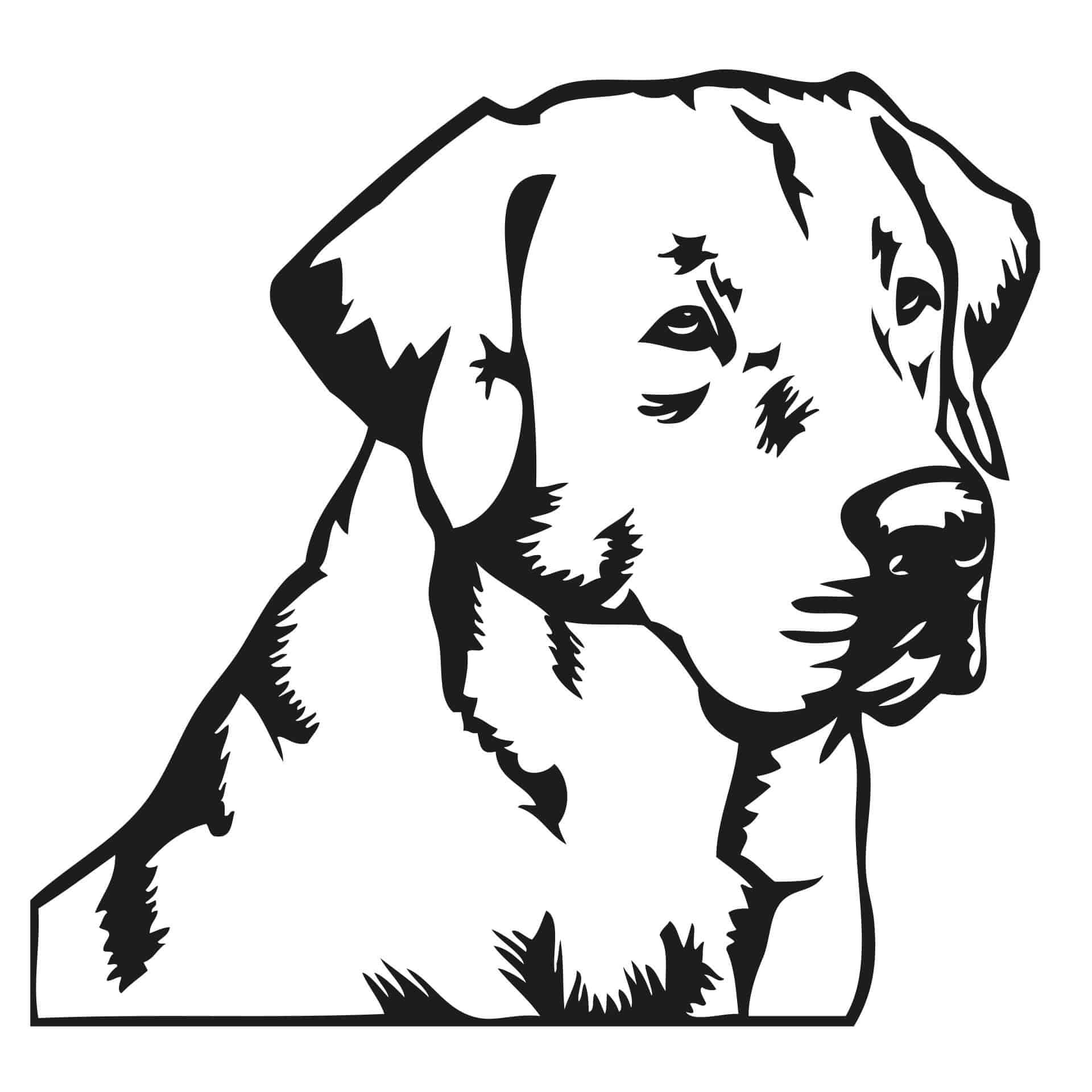 Golden retriever