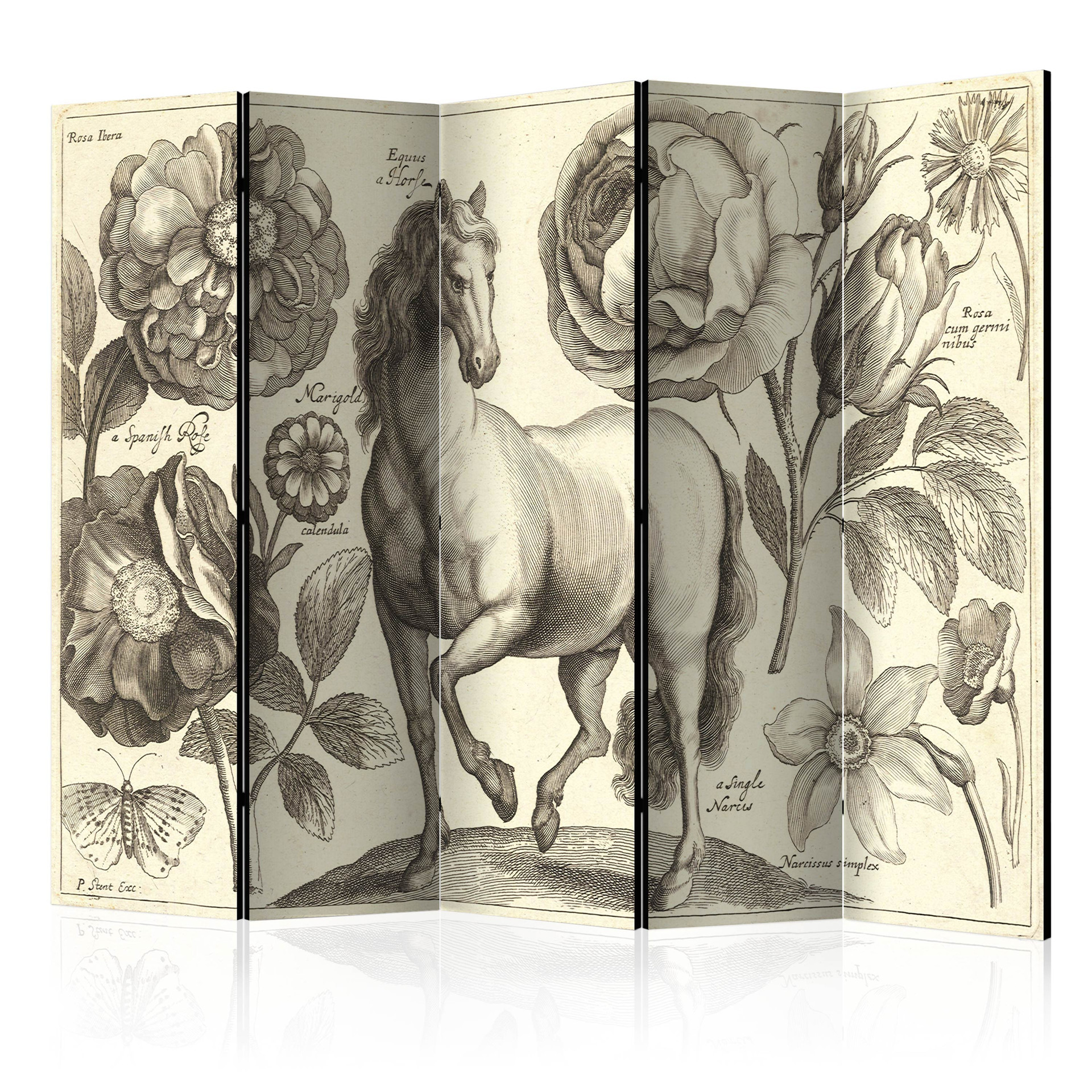 Screen room divider - Hest, 5-delt - 225x172 cm