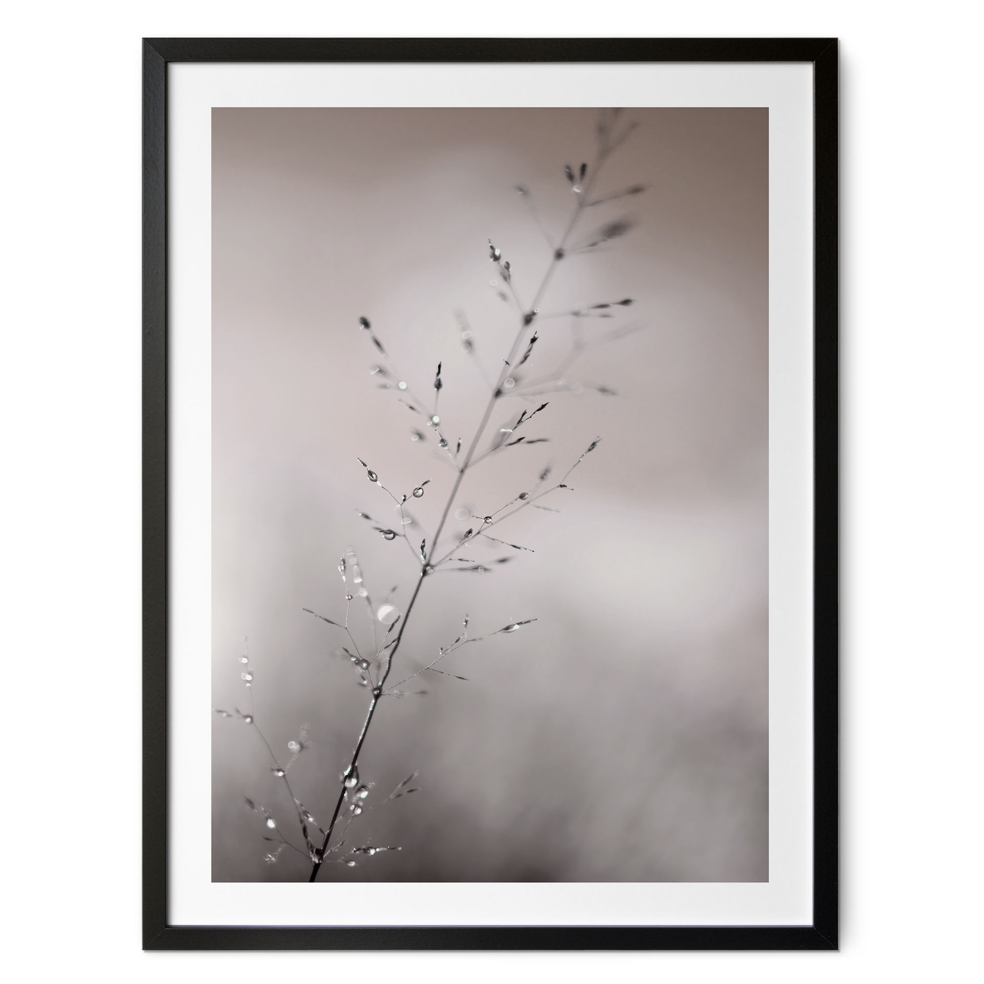 Plakat z motywem natury - źdźbło trawy z kroplami rosy - Sillen