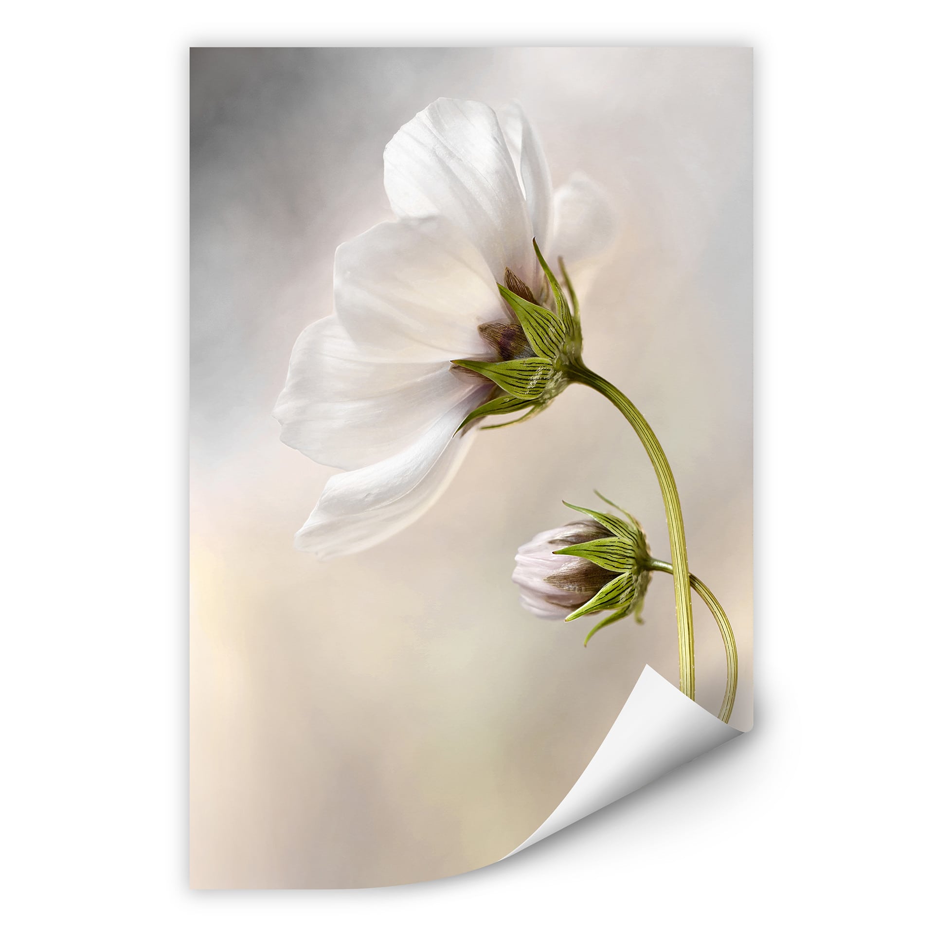 Zelfklevende Poster Disher - Cosmos