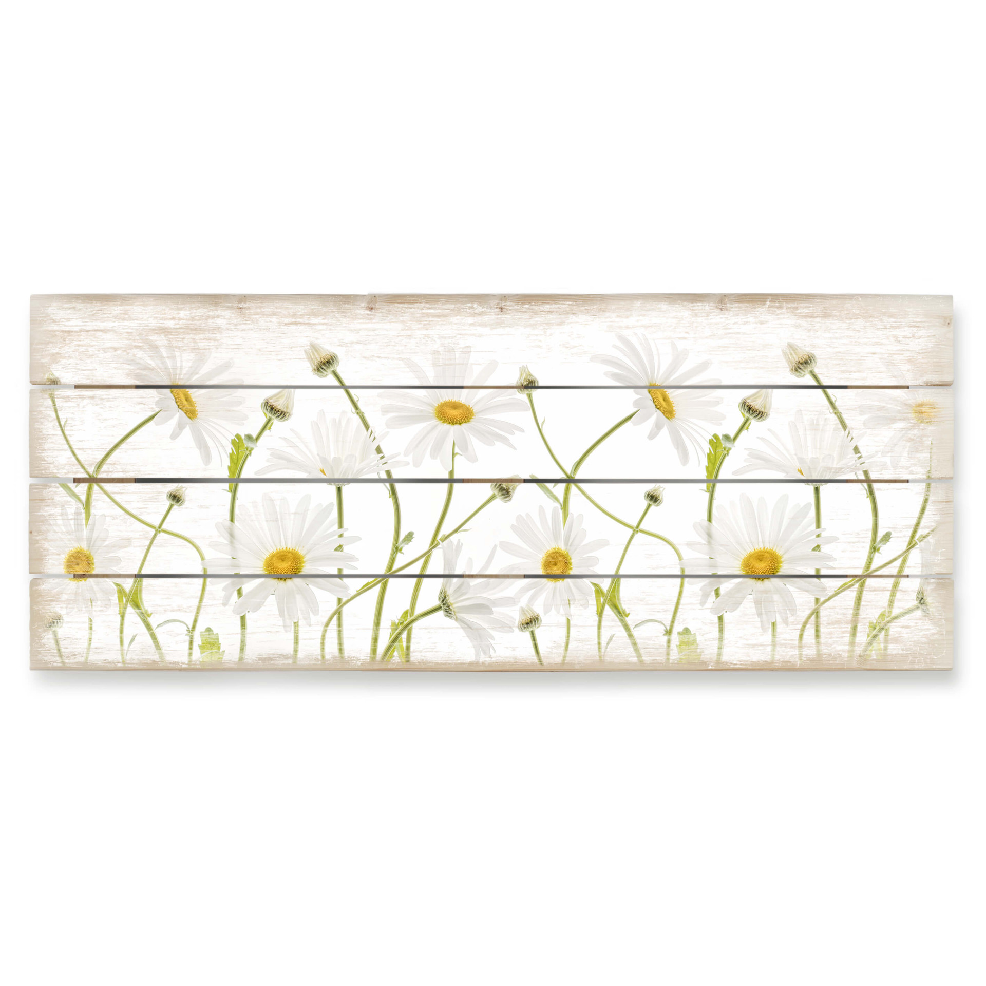 Holzbild Disher - Ox eye Daisies - Panorama - 100x40 cm