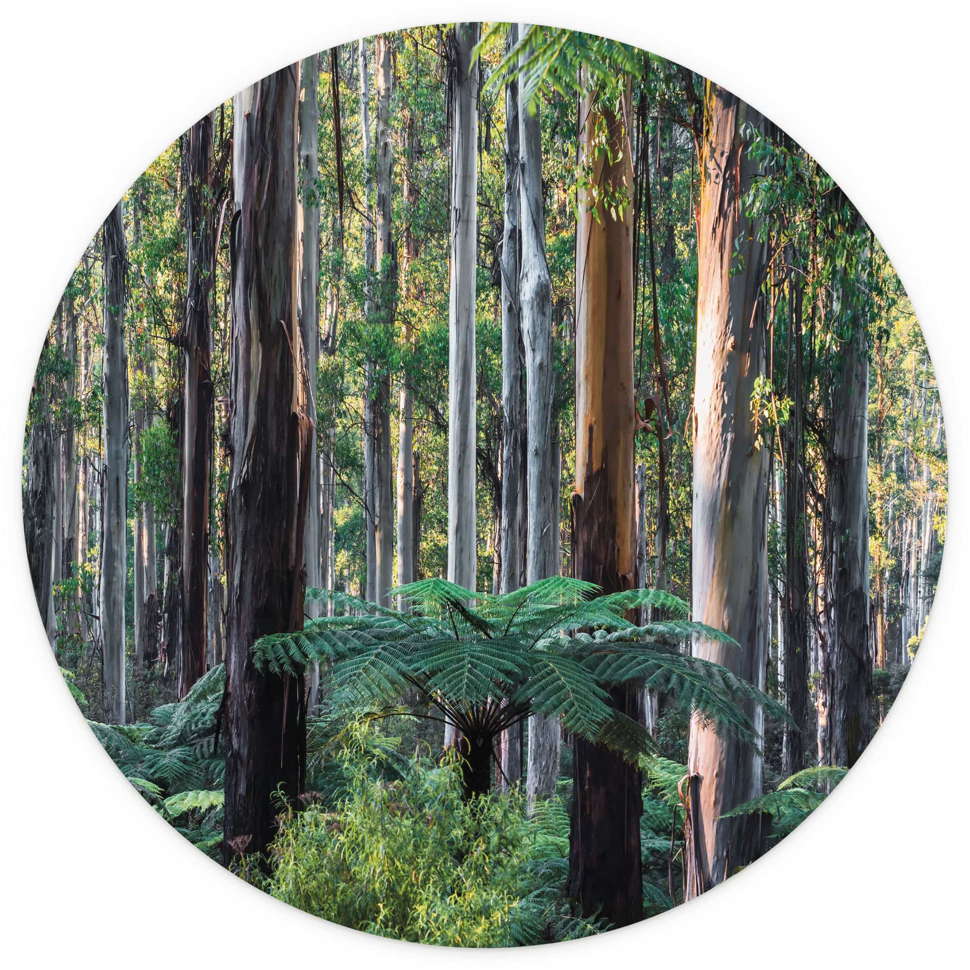 Eucalyptusbos in de Yarra Ranges | Bosbehang - Colombo - Rond - vliesbehang/zelfklevend vliesbehang