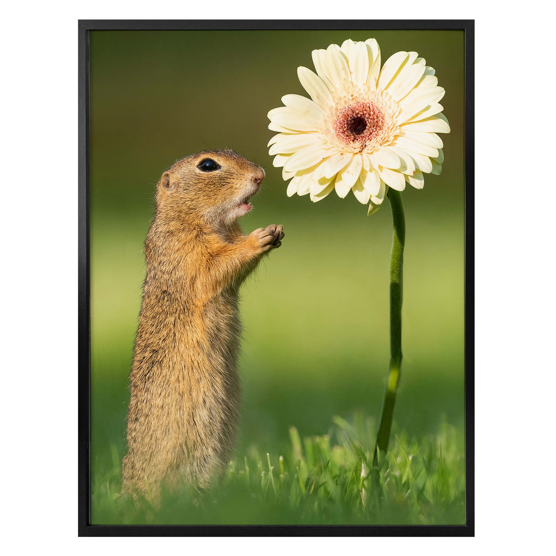 Plakat van Duijn - Wiewiórka ziemna z gerberą