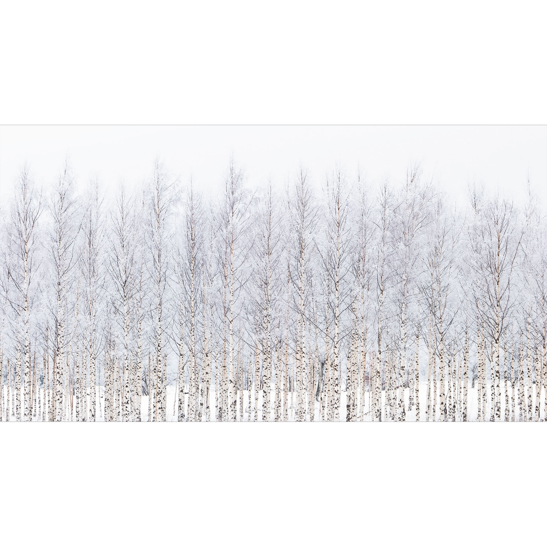 Bos Fotobehang berkenbos in winter - EMELIEmaria