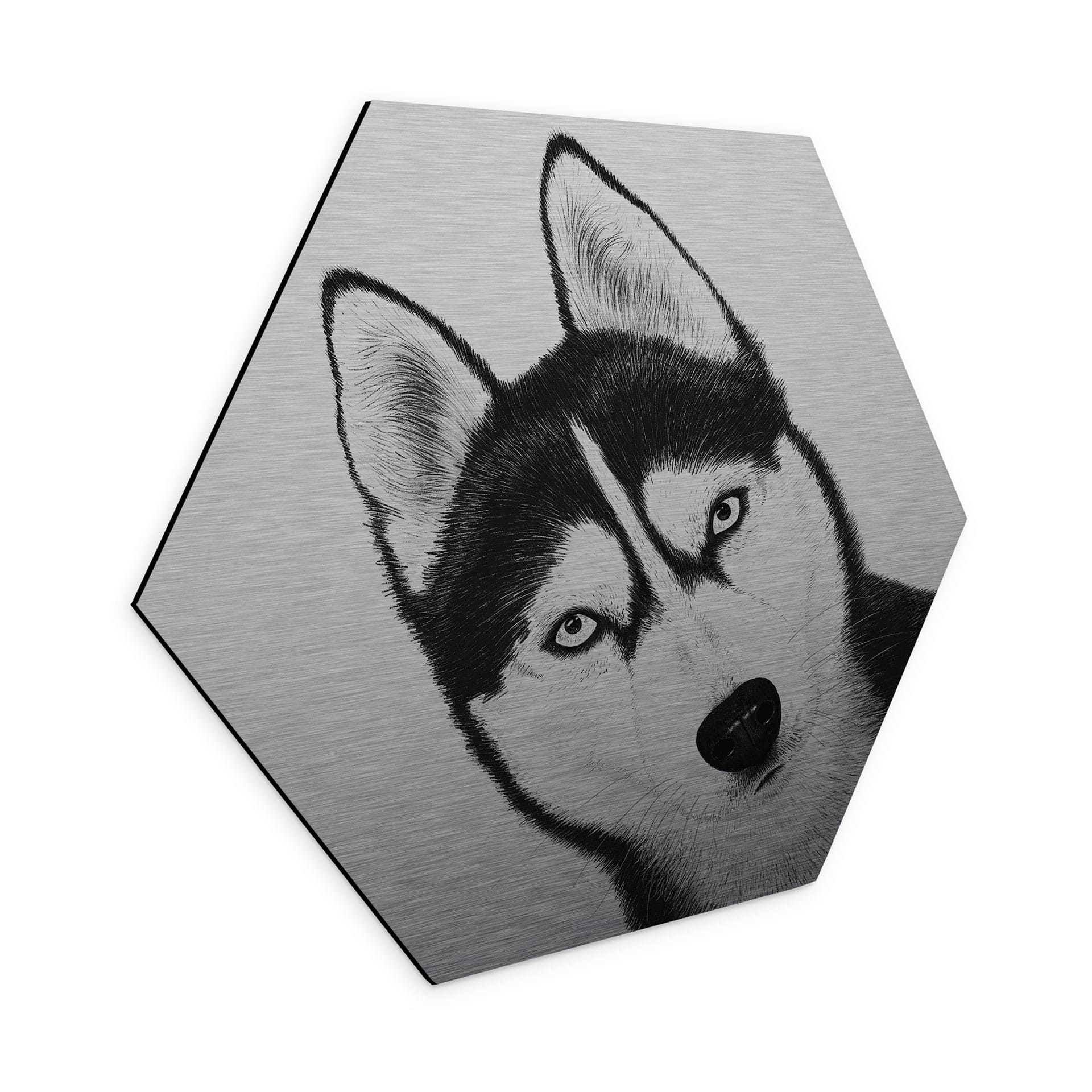 Aluminium Dibond med sølveffekt Siberian husky - Hundeportræt - Korenkova - Hexagon