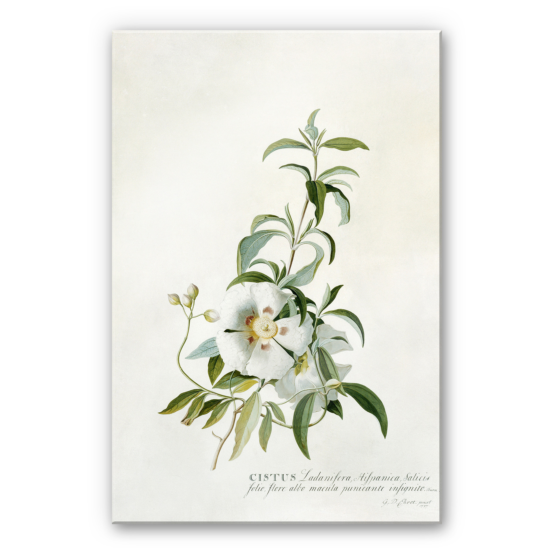 Akrylbillede Ehret - Cistus