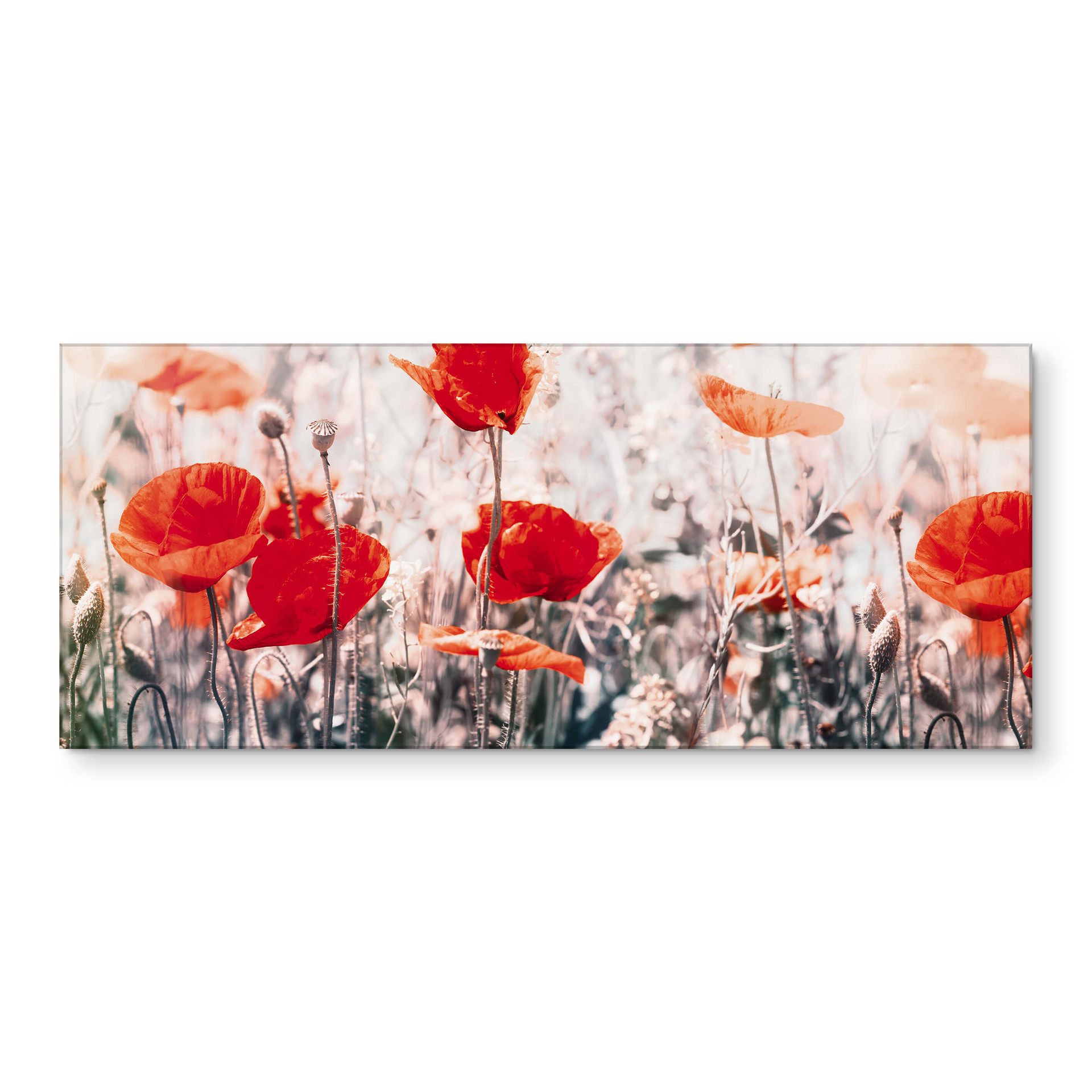 Crédence de Cuisine Coquelicot d'été rouge