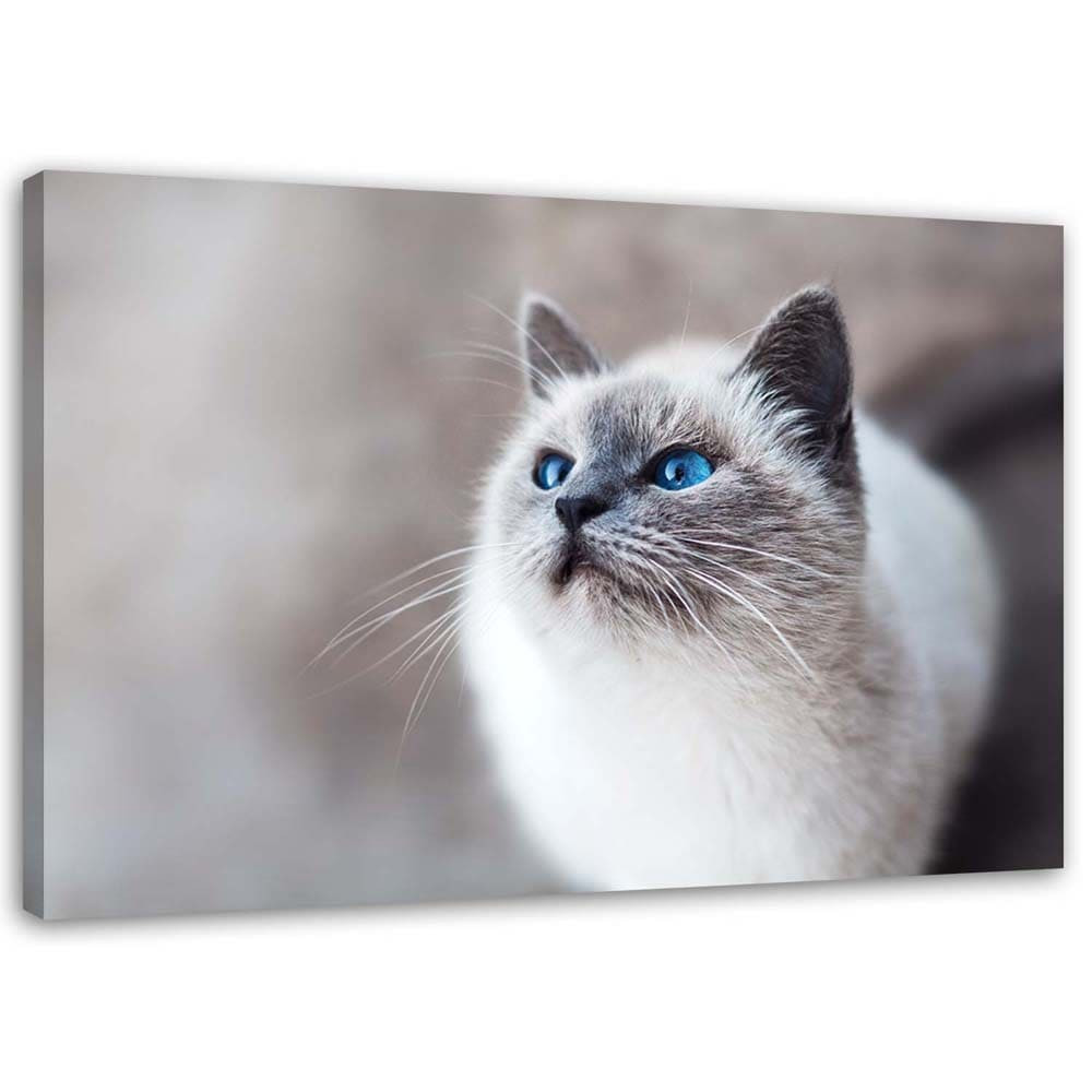 Canvasbillede, Sibiriske kattedyr