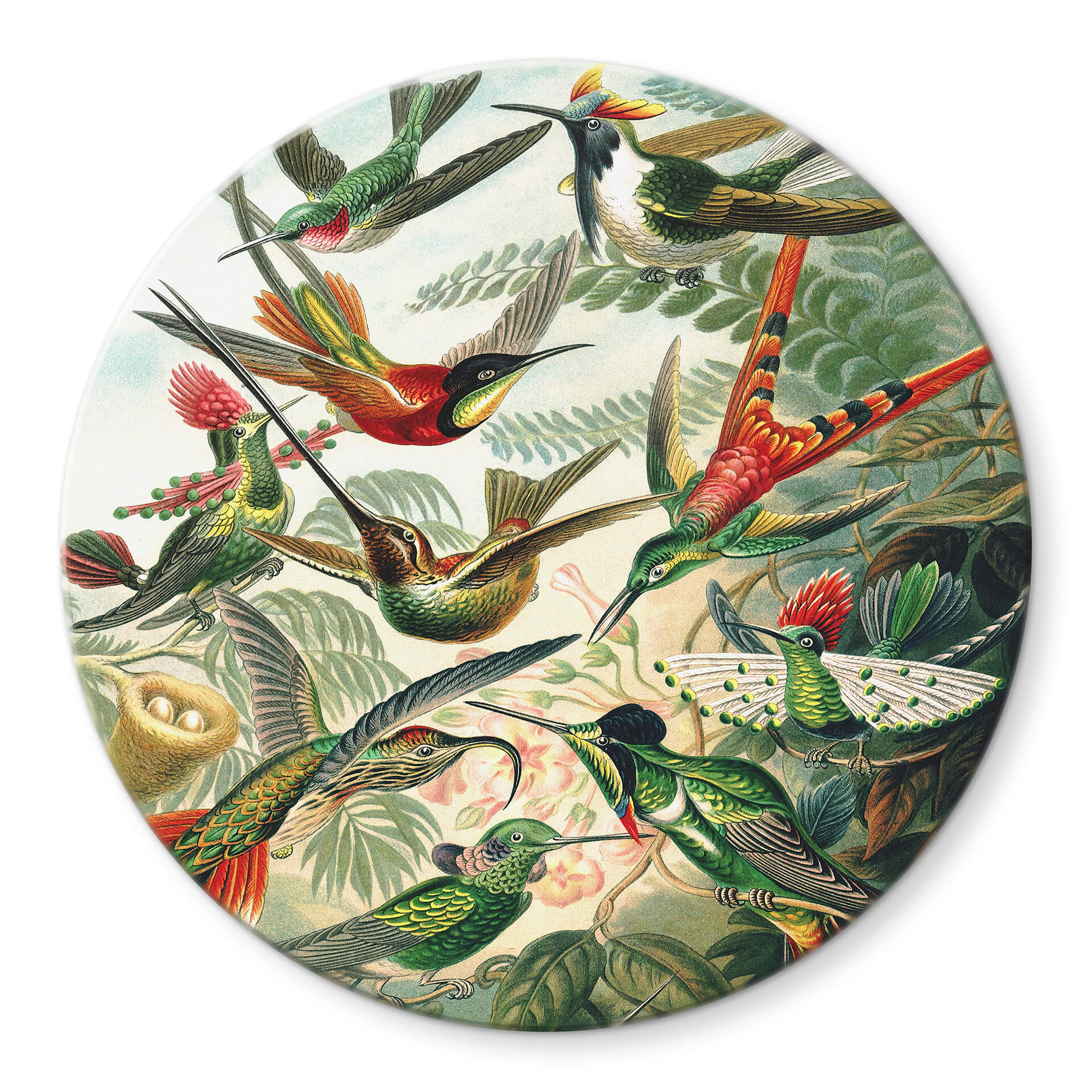 Glasschilderij Rond Haeckel - Kolibries