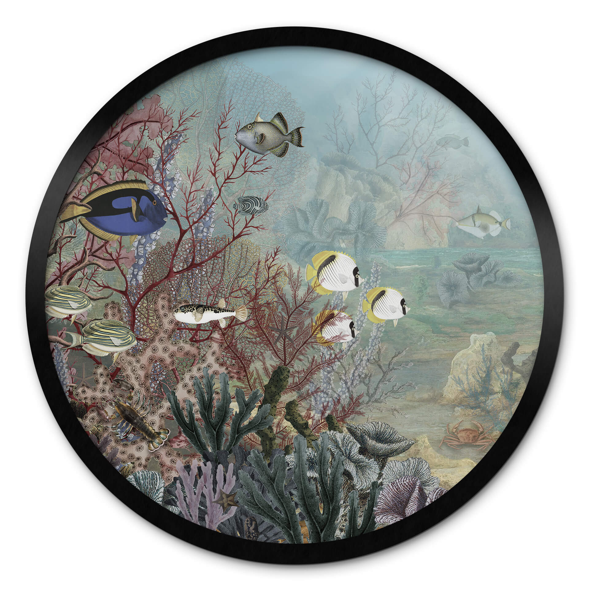 Poster rond Sir Edward - habitant du corail
