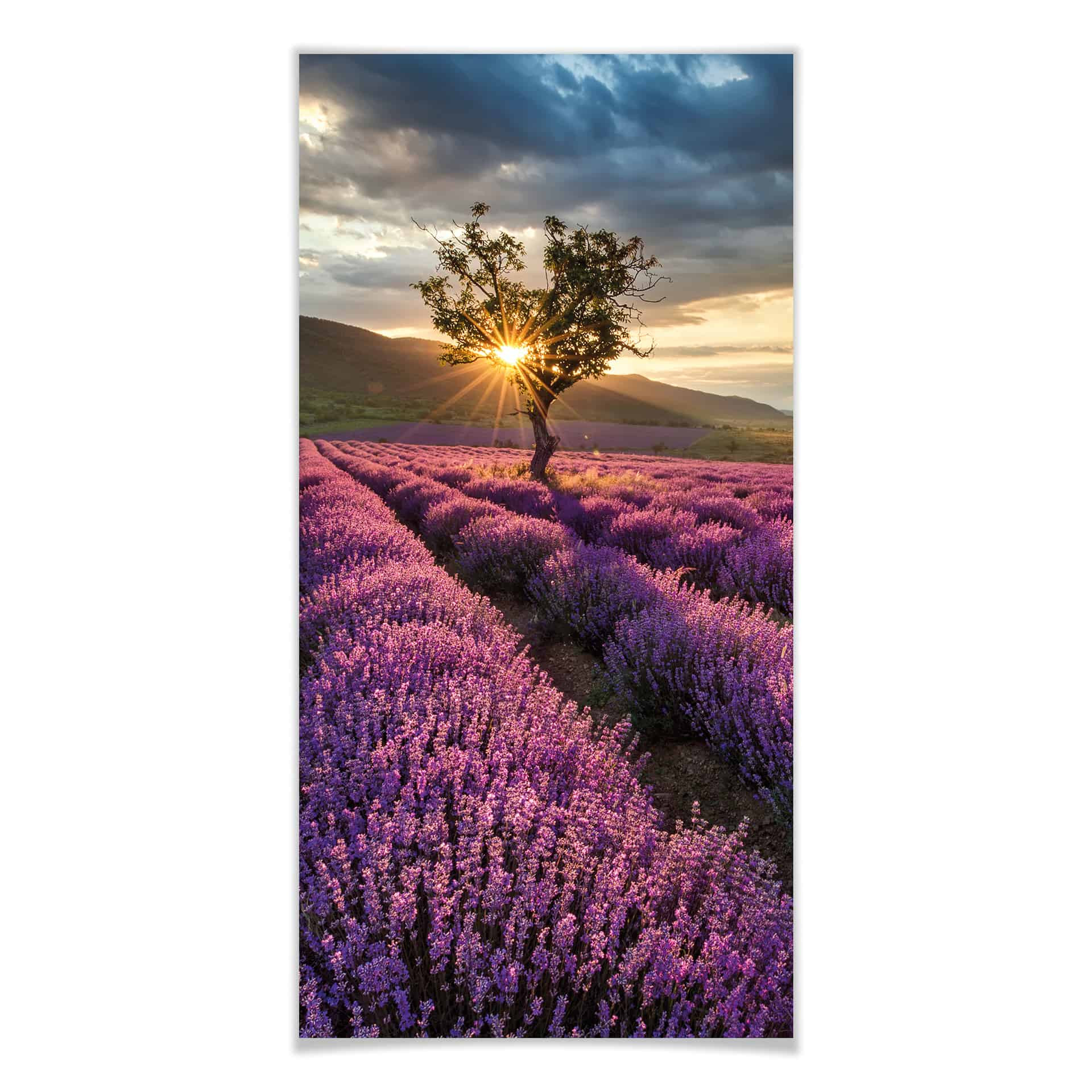 Poster - Fleurs de lavande en Provence - Panorama