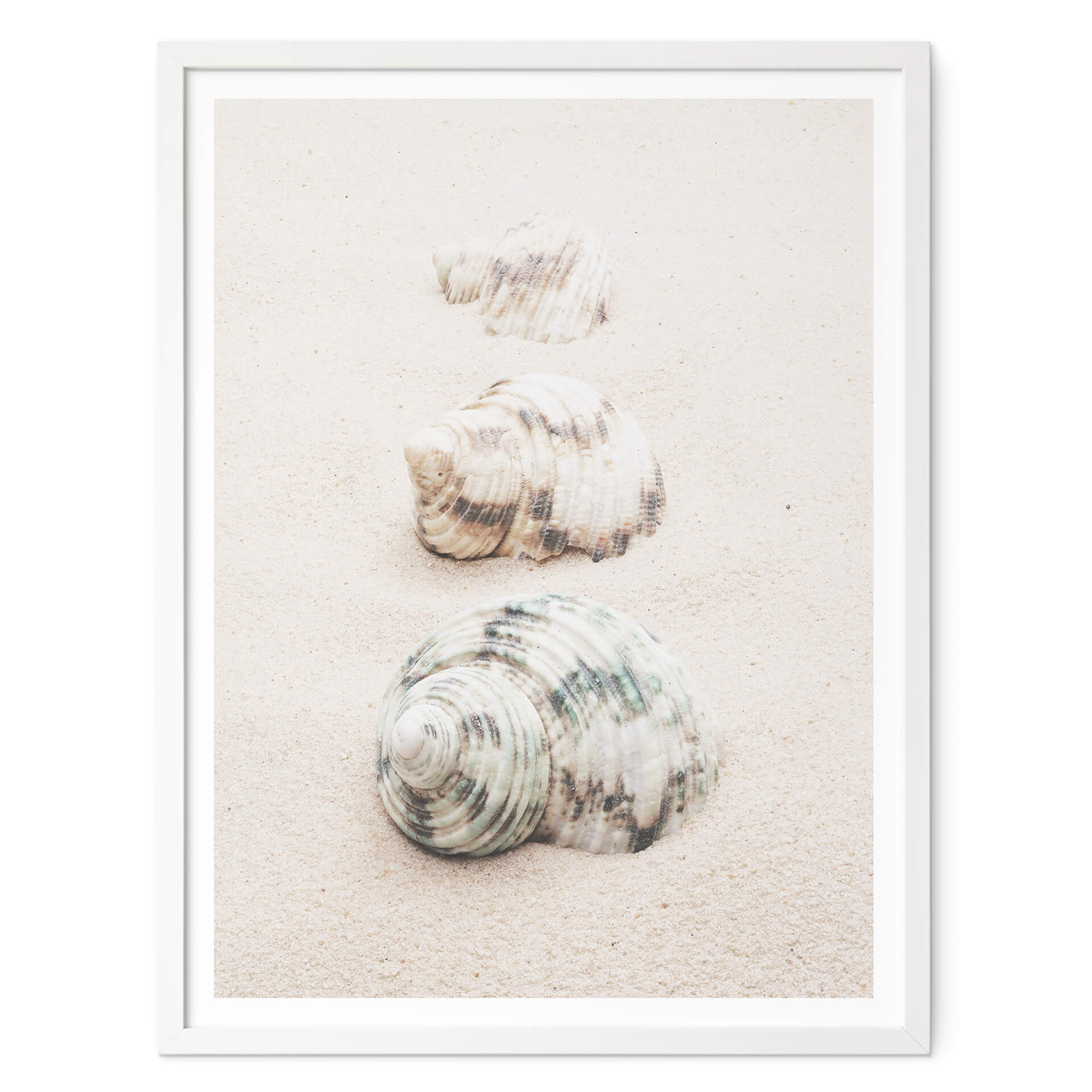 Poster 1X Studio - Escargots de mer