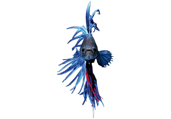 Obraz z okna Glowfish