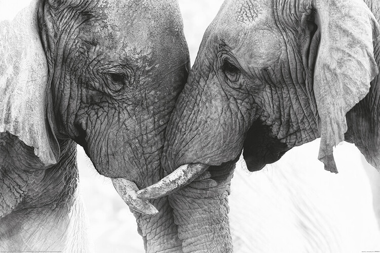Plakat Elephant - Touch, plakat (120 x 80 cm)