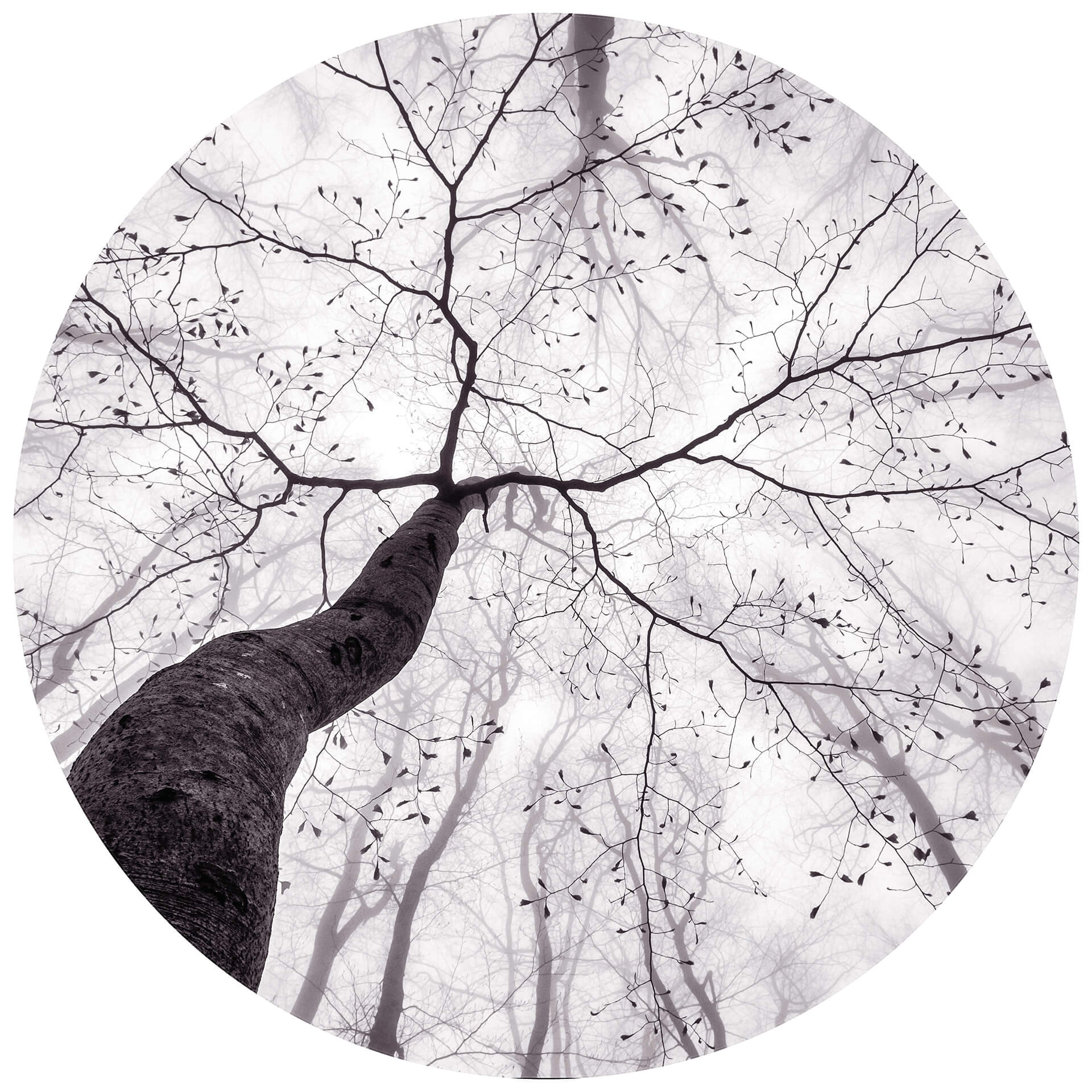 Papier peint photo Pavlasek - Vers la cime des arbres - Rond - papier peint intissé/papier peint int