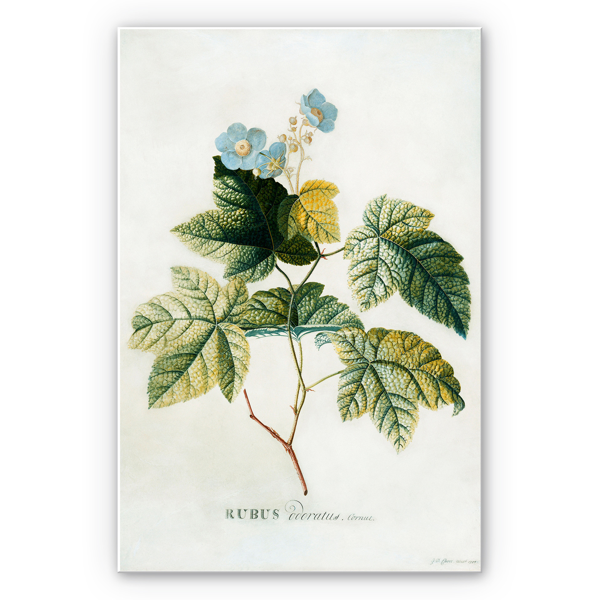Tableau Forex - Ehret - Rubus