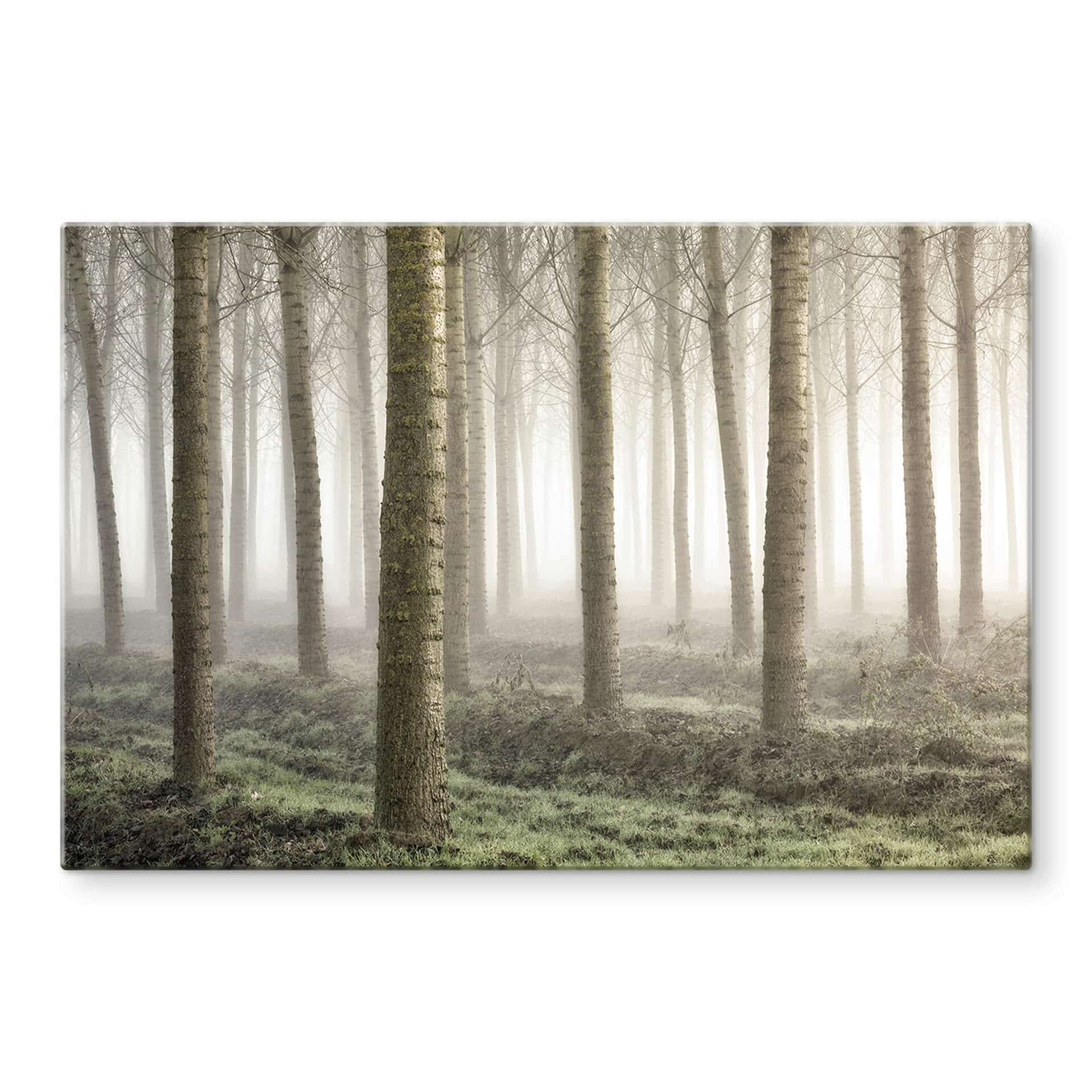 Glasschilderij Carozzi - Sprookjesbos vol Bomen in de Ochtendnevel