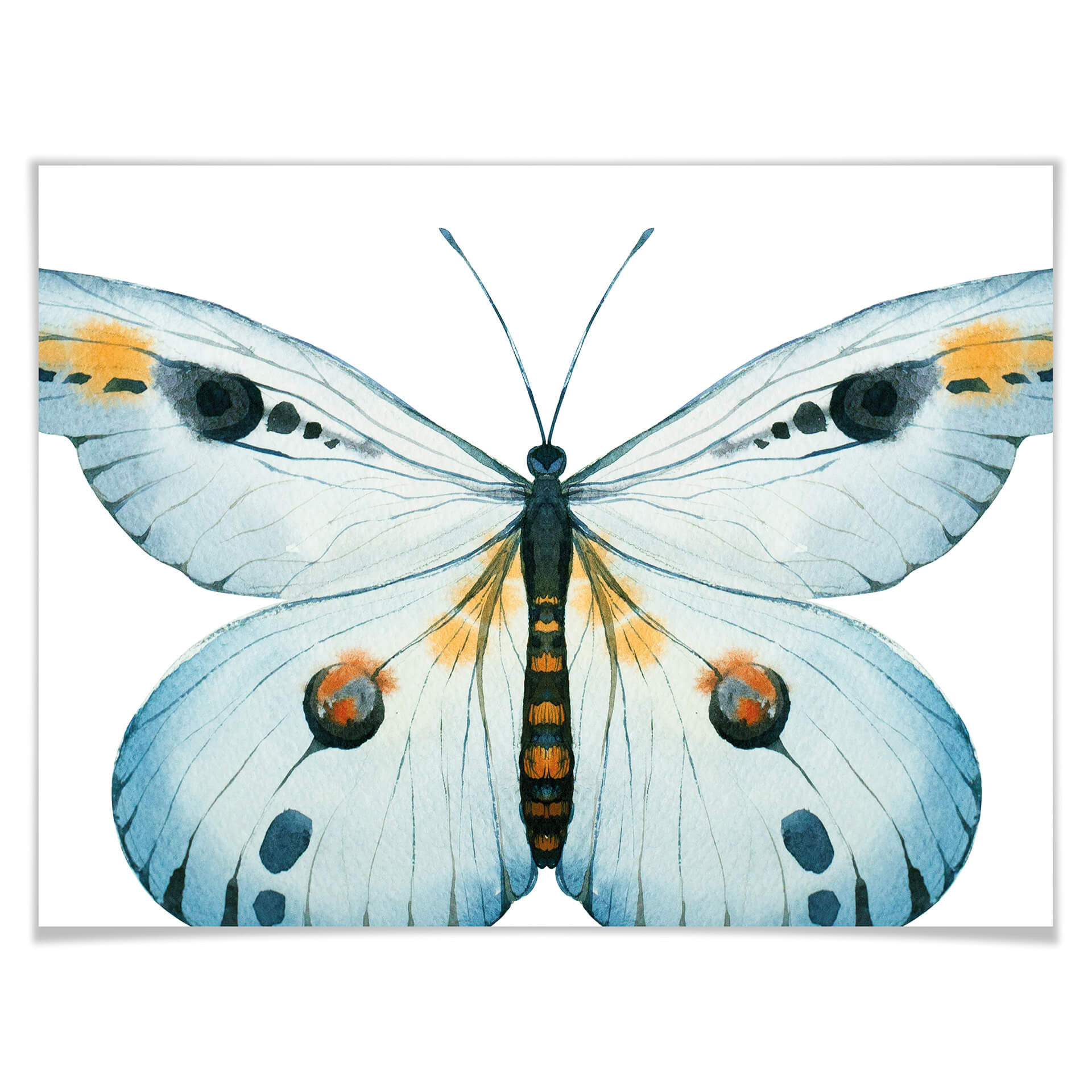 Plakat Kvilis - Butterfly 03