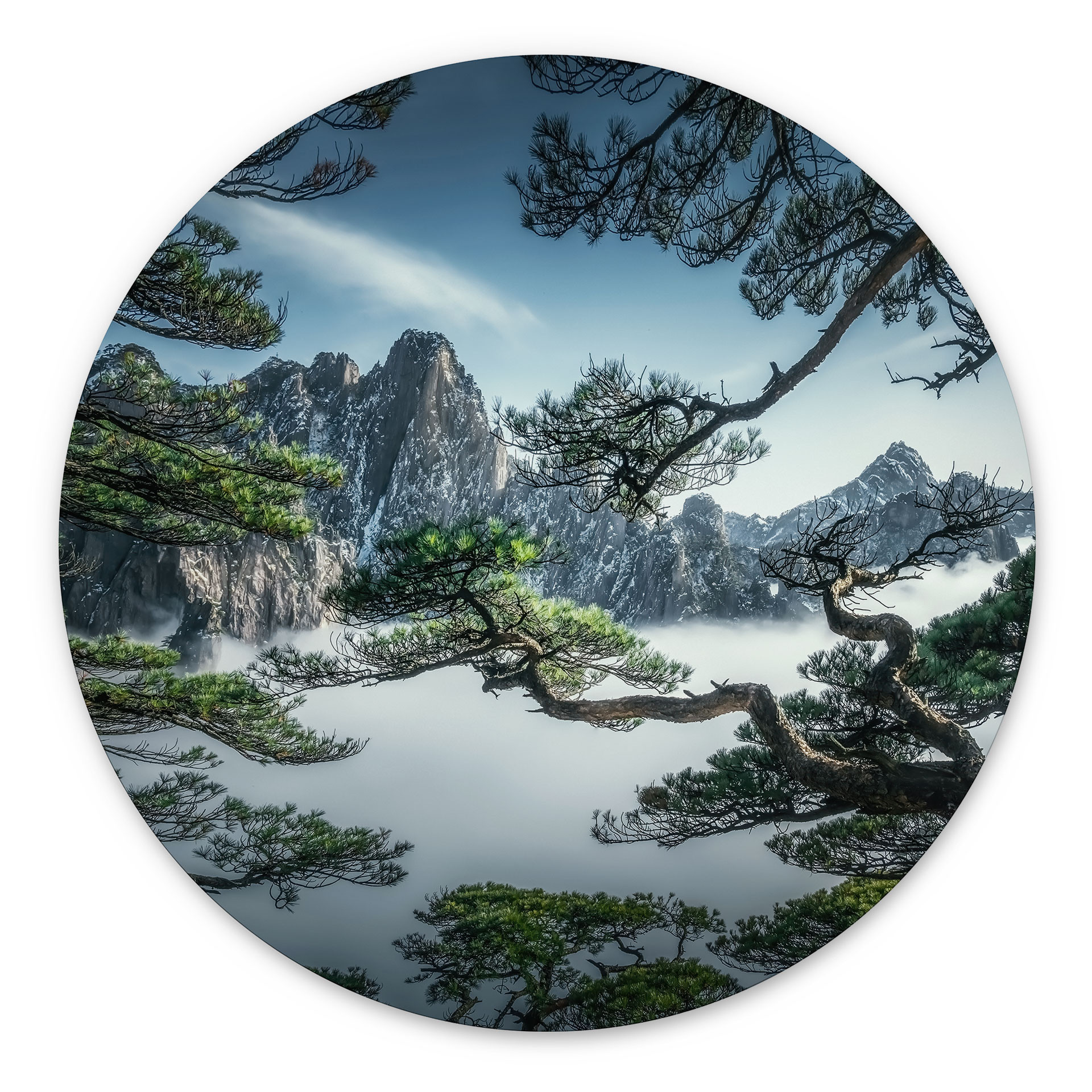 Vægmaleri af fyrreskov i Huang Shan-bjergene - NingYun Ye - rund – print på aluminium (Alu-Dibond)