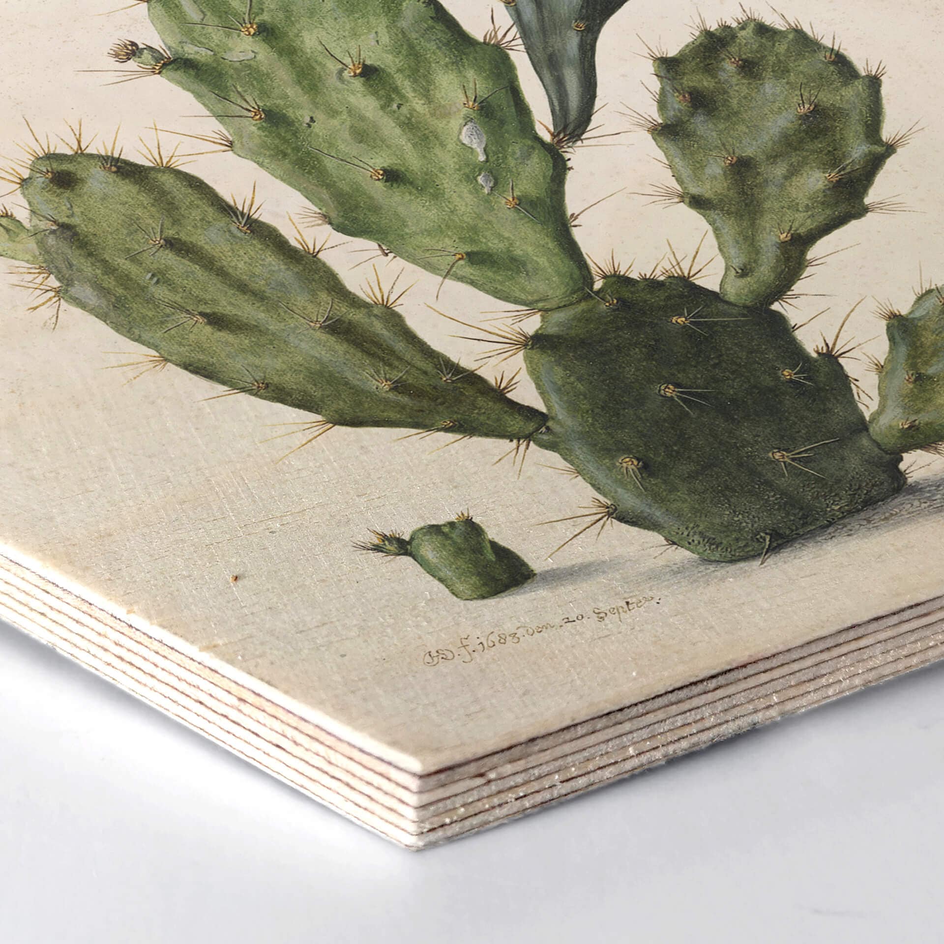 Esagoni in legno Saftleven - Cactus