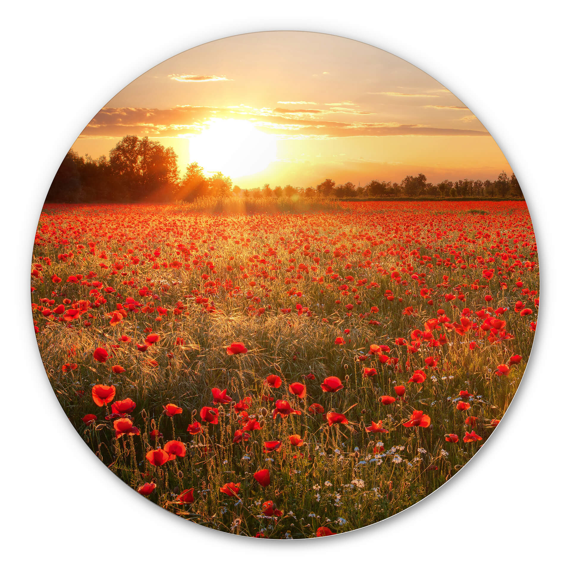 Tableau en Alu-Dibond Champ de coquelicots au coucher du soleil - Rond