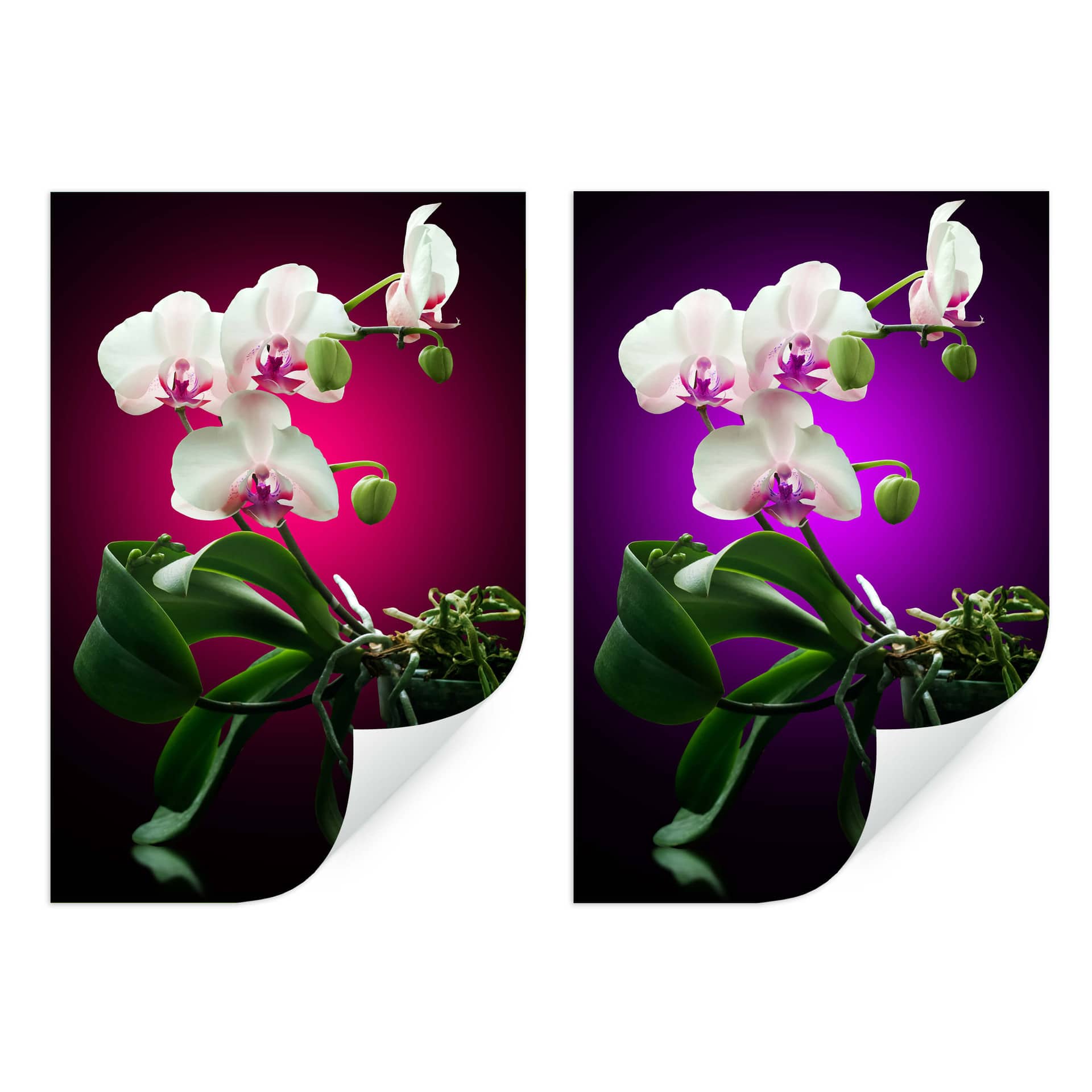 Wallprint W - Blütenpracht einer Orchidee
