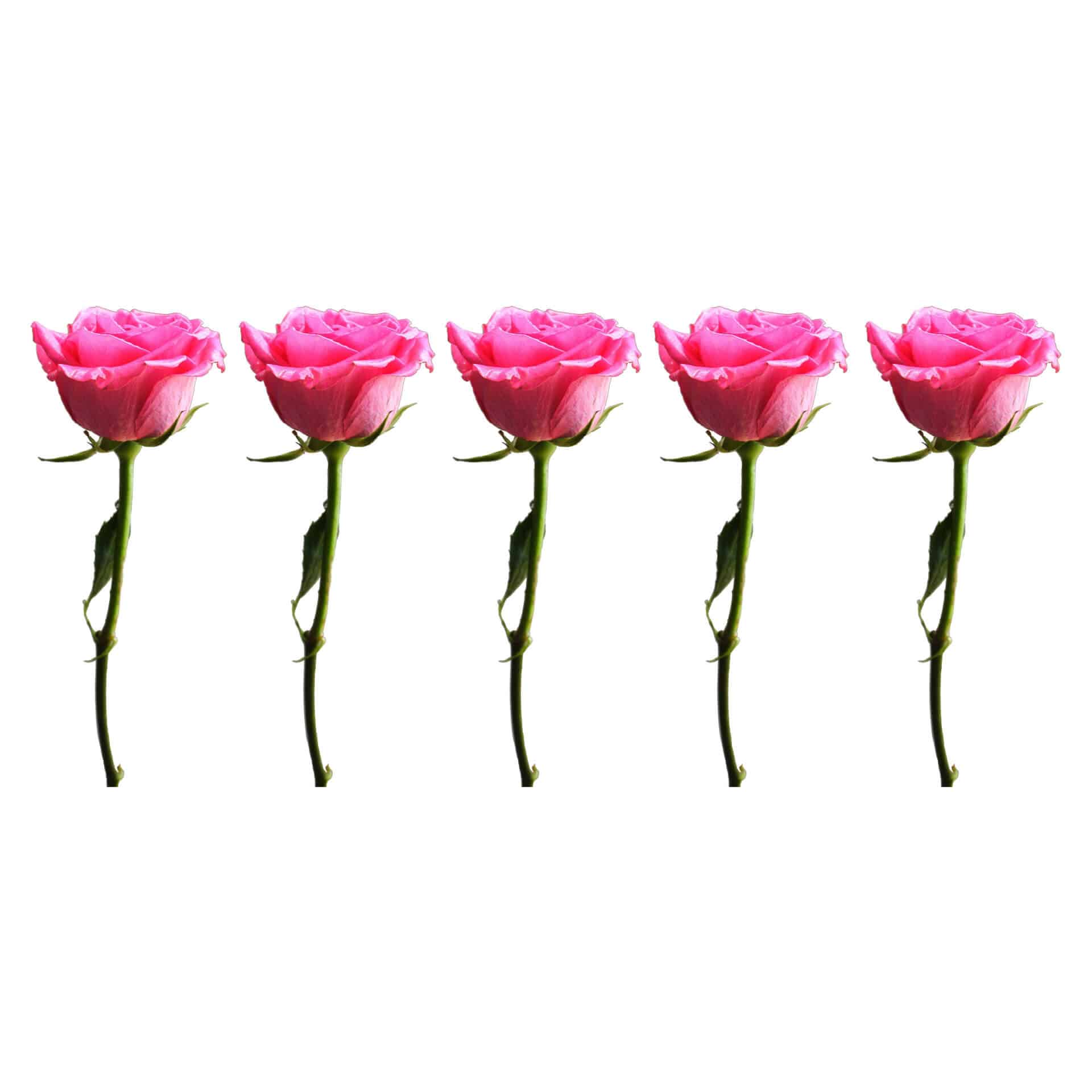 Sticker mural - Bordure Roses