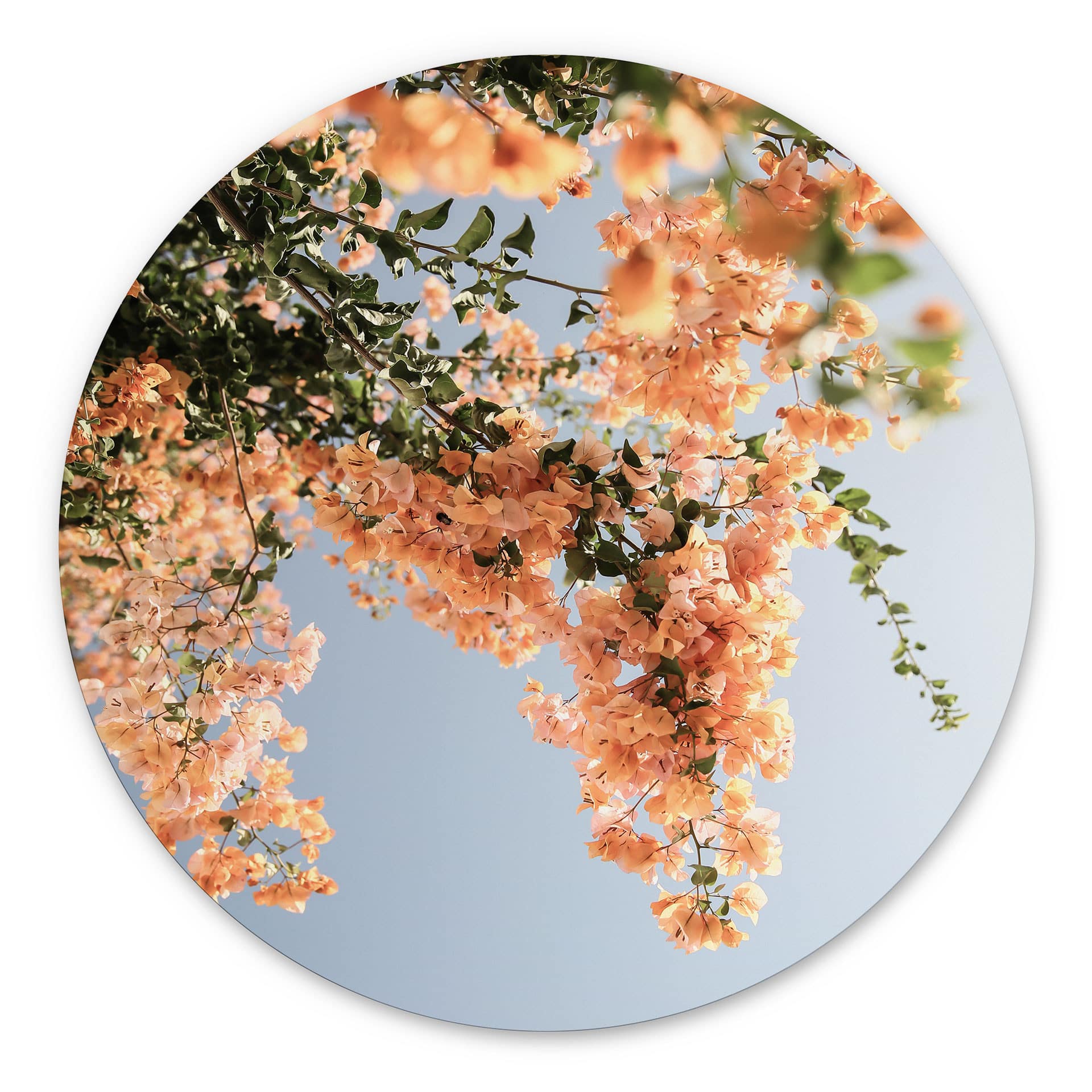Vægcirkel Ferskenblomster i Assos - Shot by Clint – print på aluminium (Alu-Dibond)