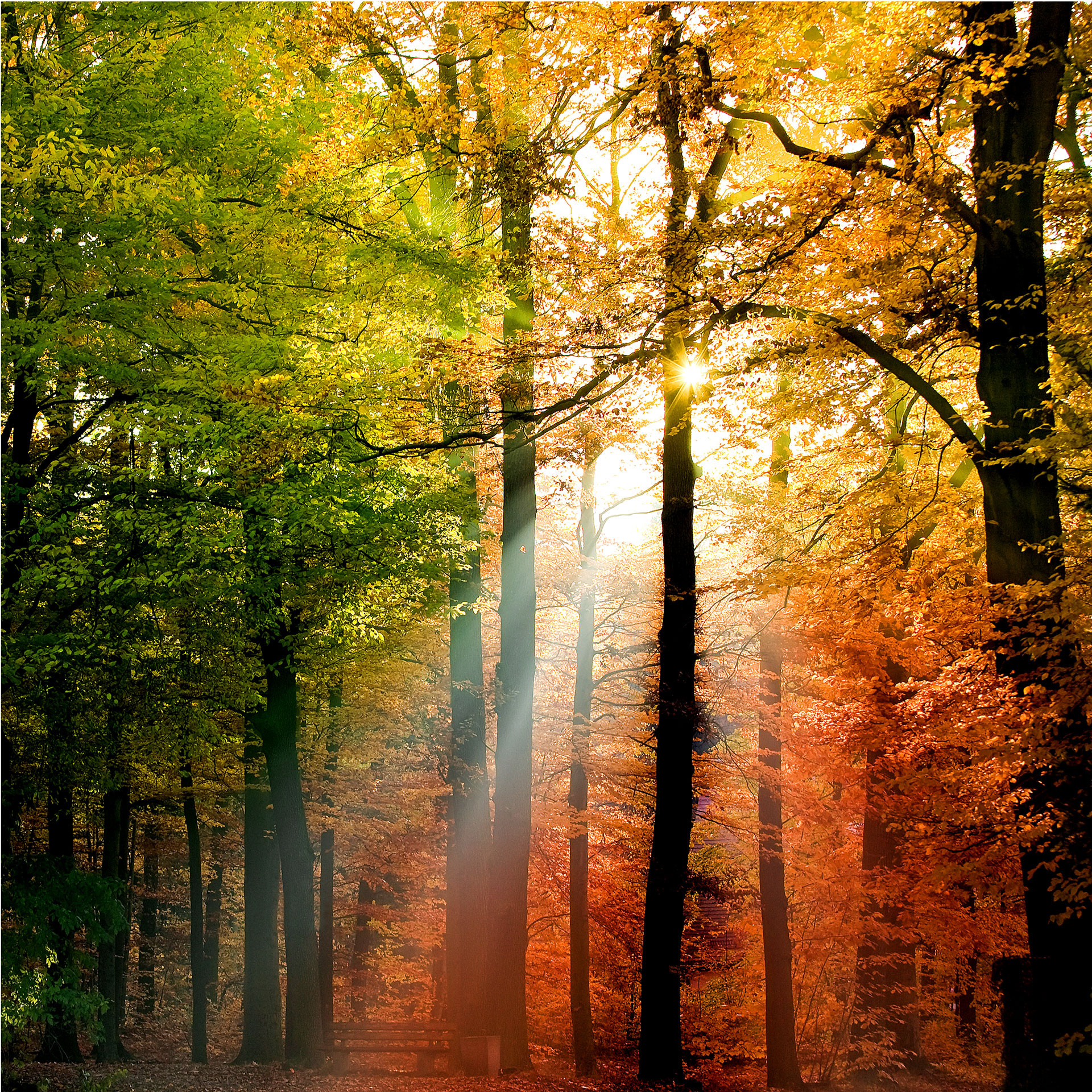 Fotobehang Gouden Herfst