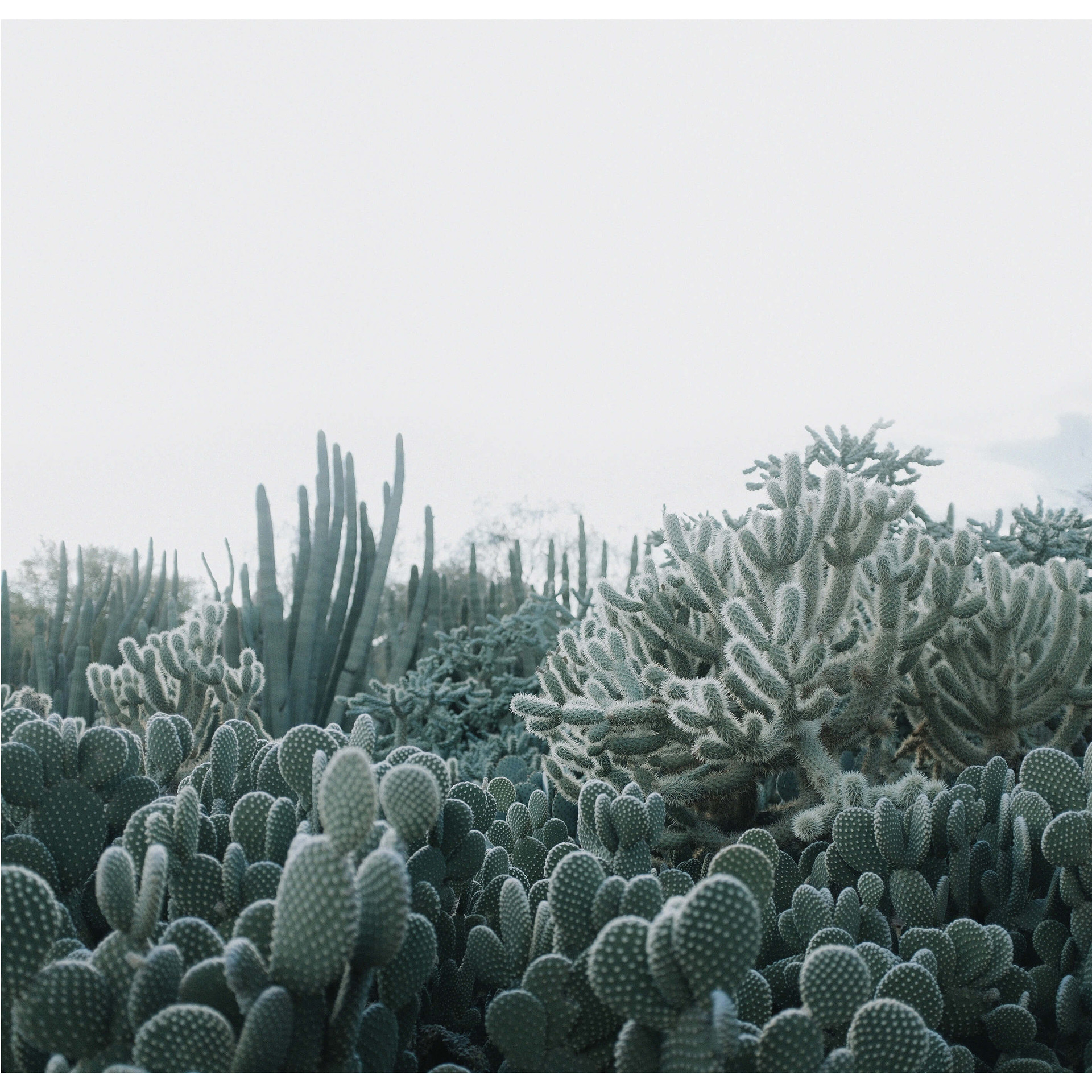 Fotobehang Succulenten - 288x260 cm