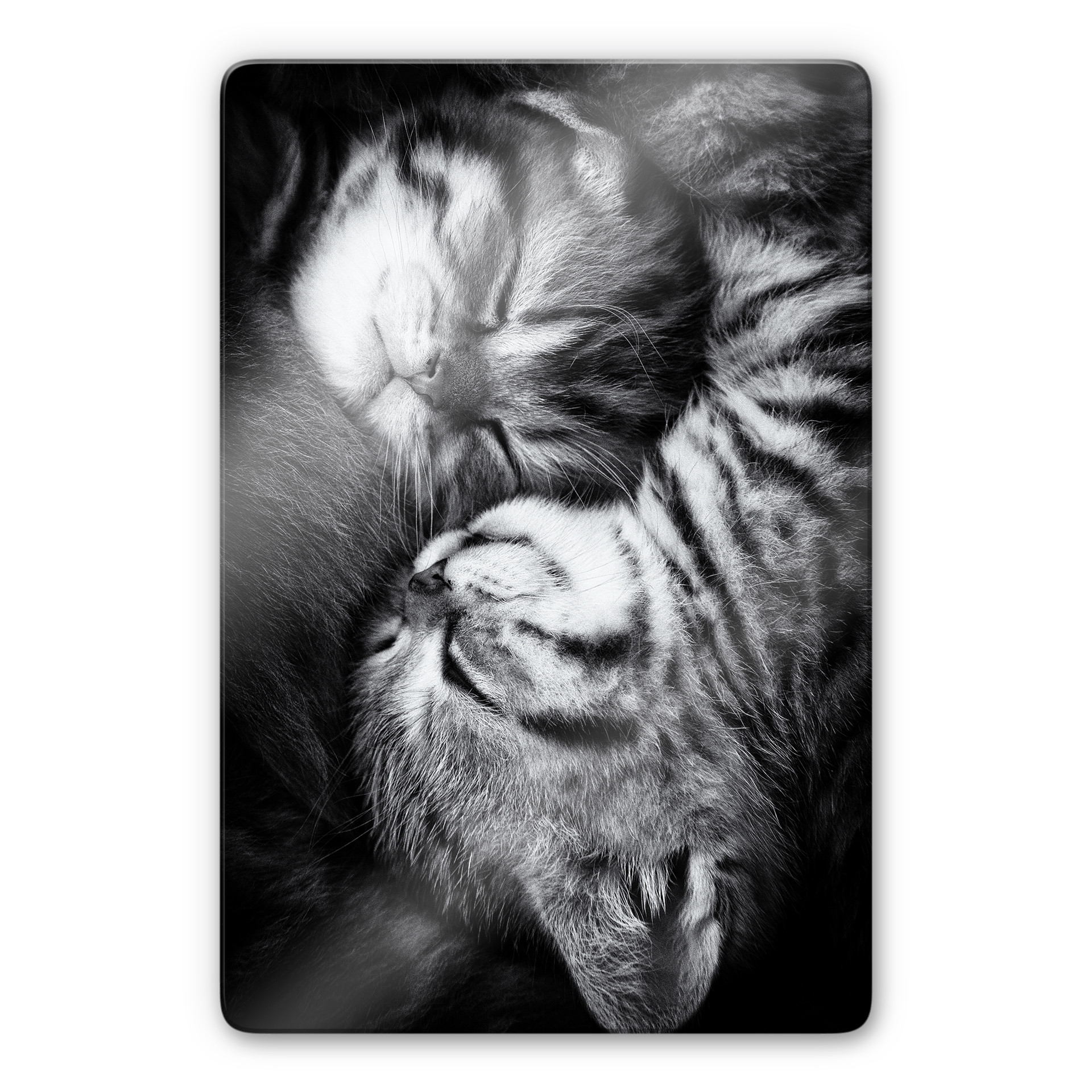 Tableau sur verre Jancova - Sweet Kitten