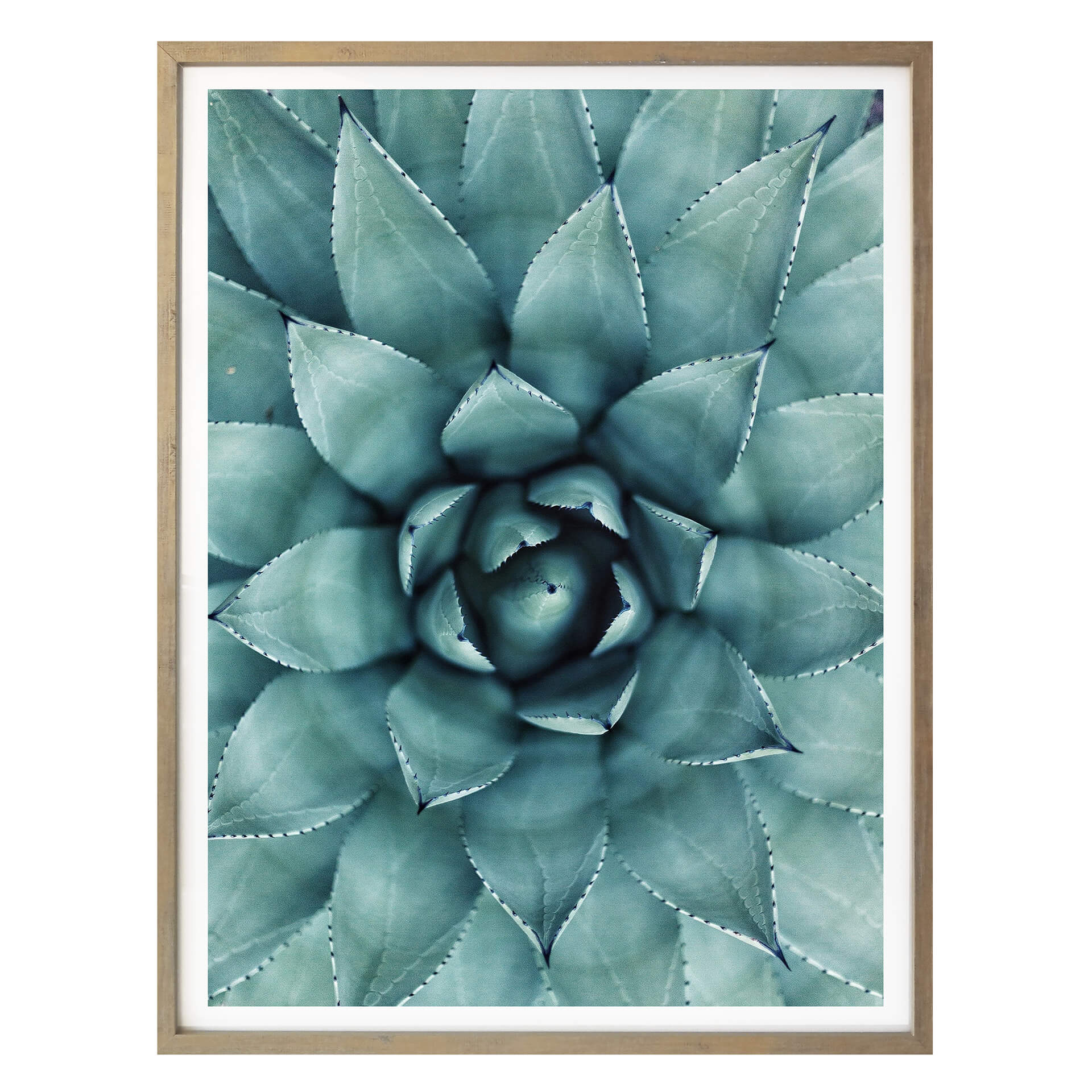 Poster Agave 02