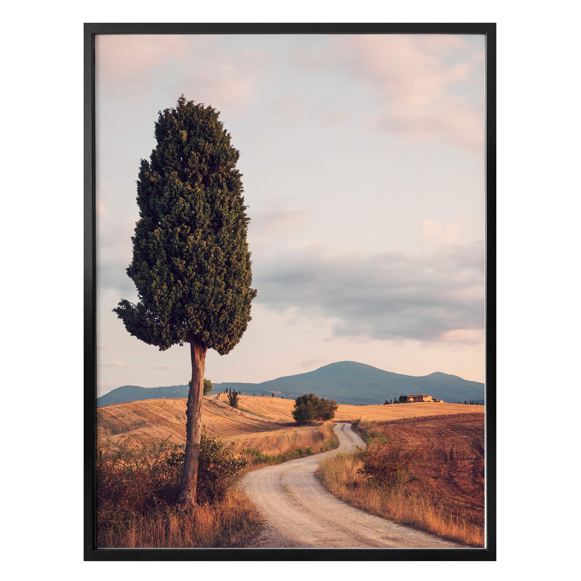 Poster Colombo - Allée de cyprès