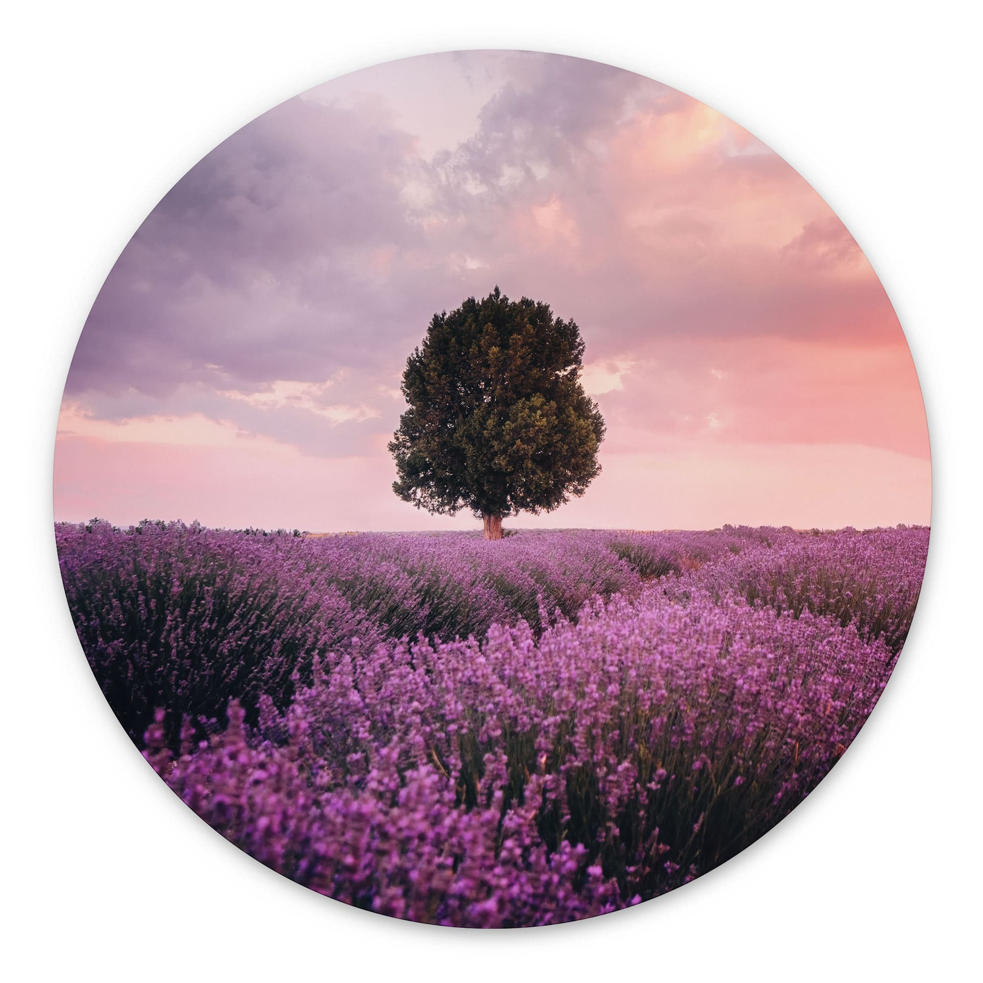 Wandbild Lila Lavendelfelder bei Sonnenuntergang - Cevik - Alu-Dibond Rund
