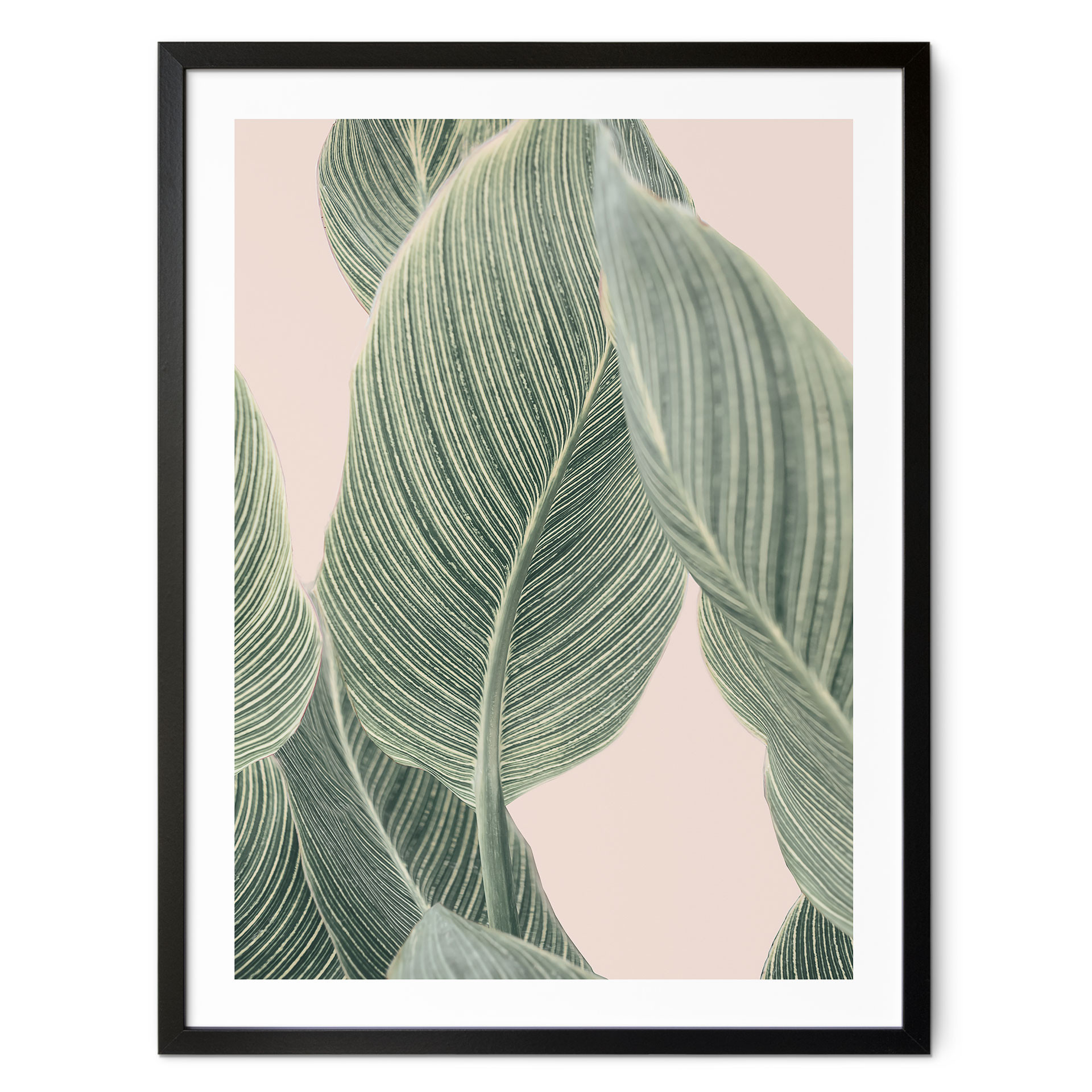 Plakat Calathea - Sisi & Seb