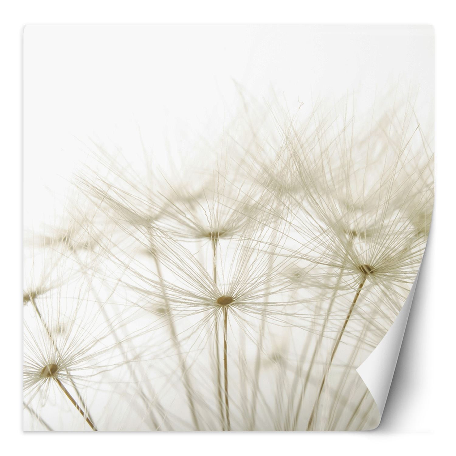 Fototapete, Pusteblume in Weiß