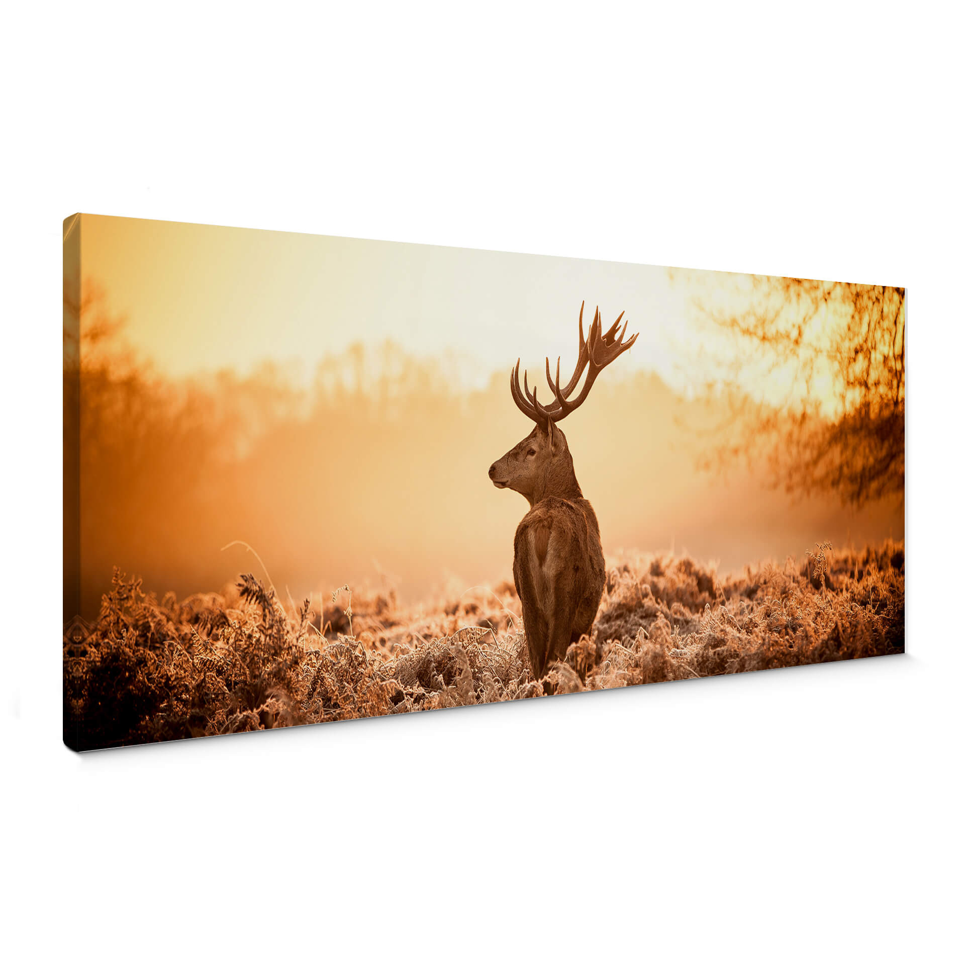 Obraz na płótnie Majestic Stag - Panorama