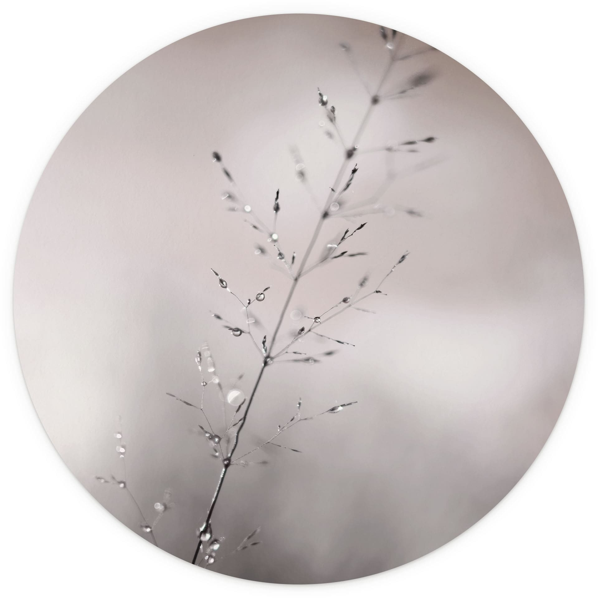 Fotobehang Grasblad met dauwdruppels - Sillen - Rond - Zelfklevend/niet-geweven