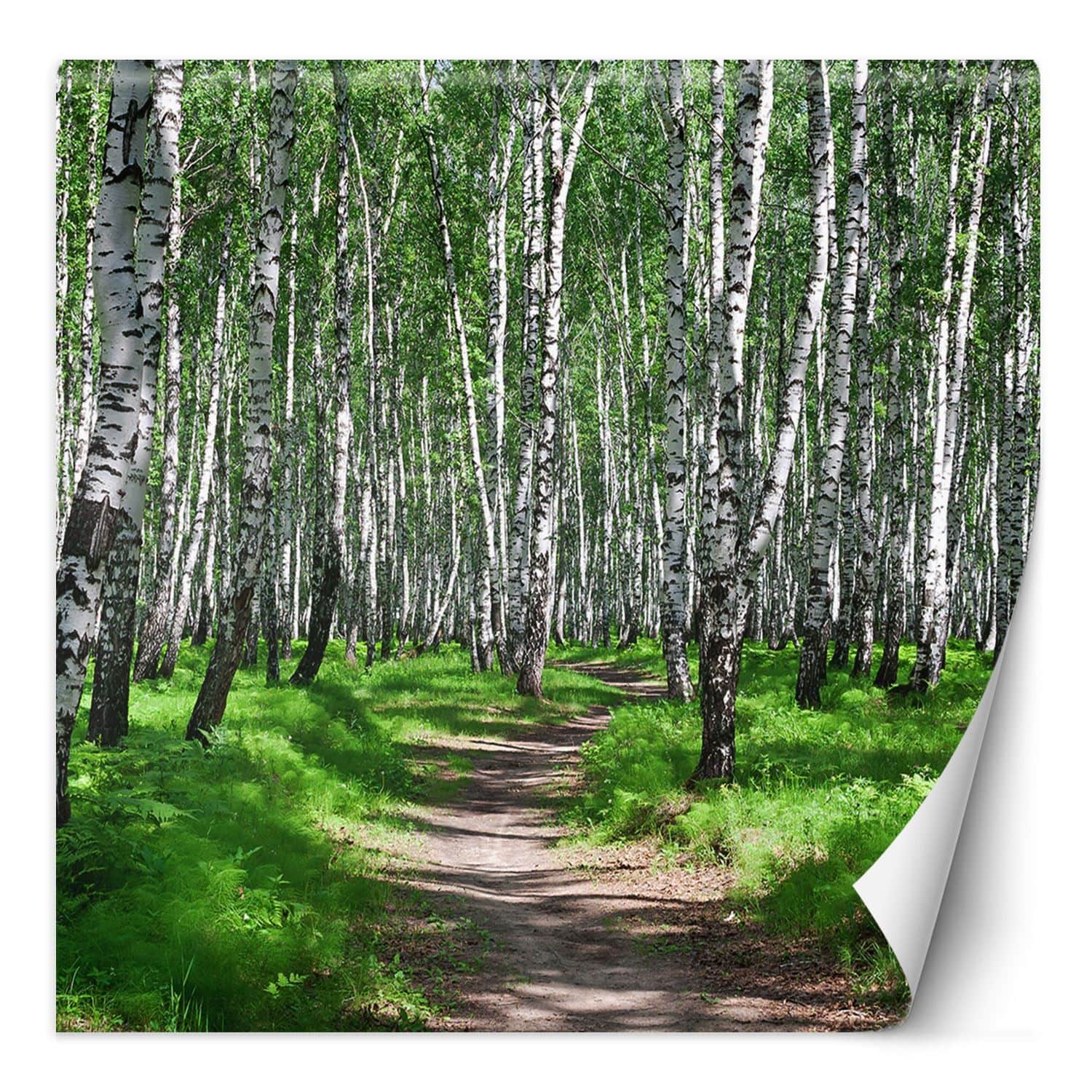 Fototapete, Birkenwald Baume Natur