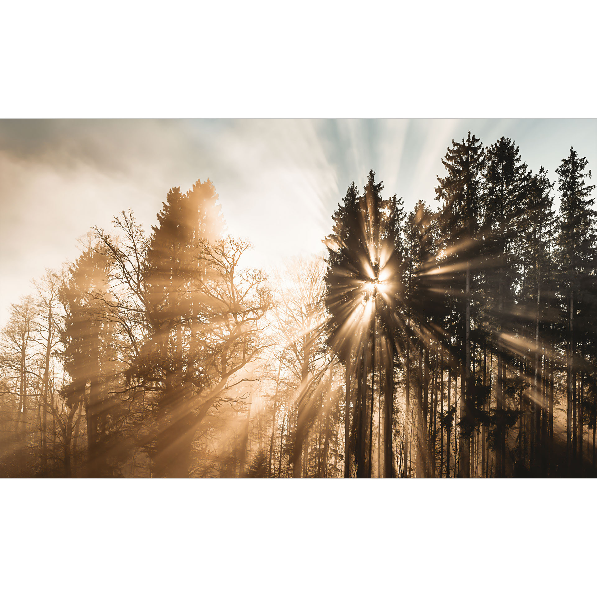Fotobehang lichtstralen in het bos | bosbehang voor de slaapkamer - Eisenmann
